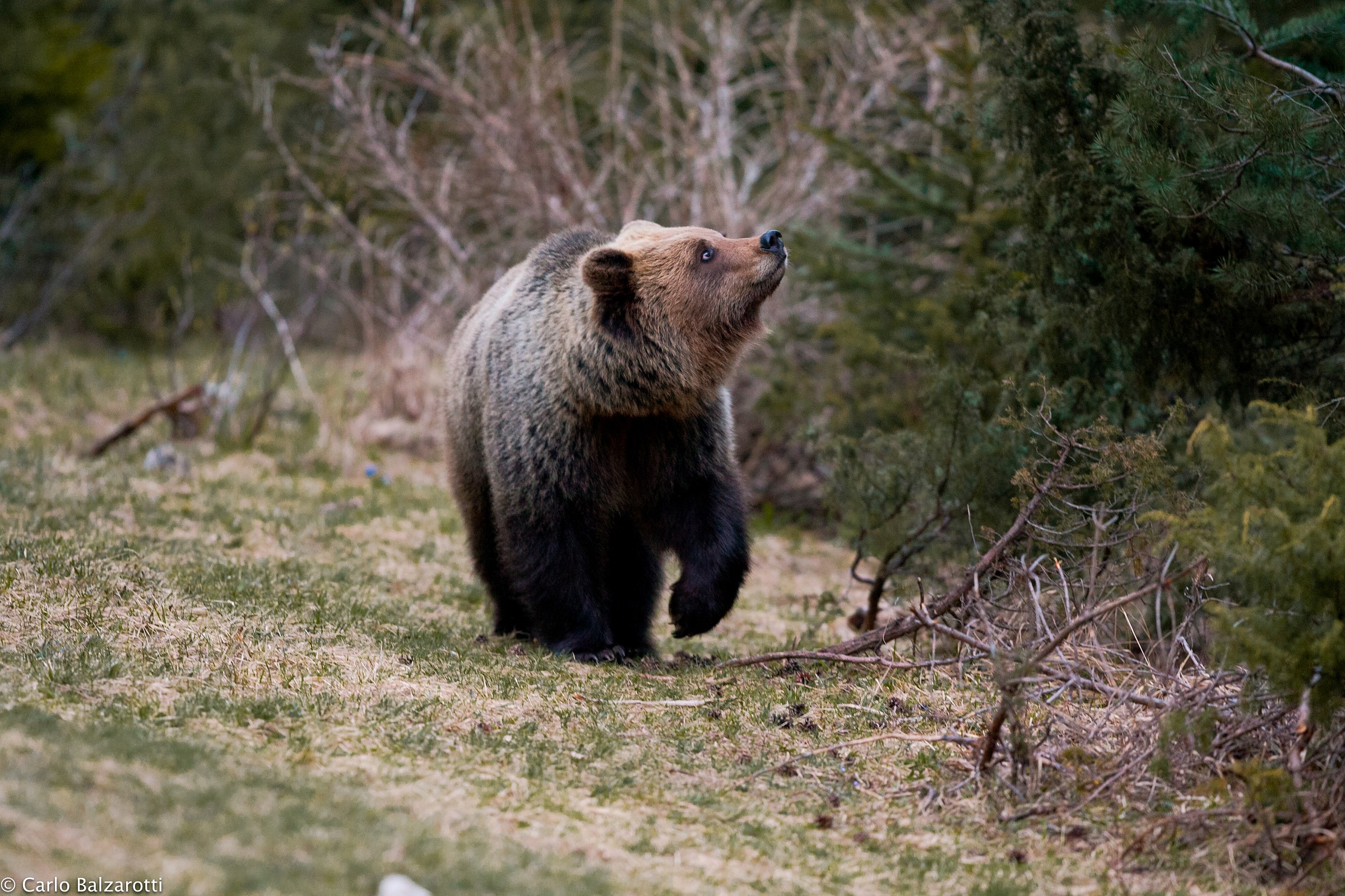 brown bear
