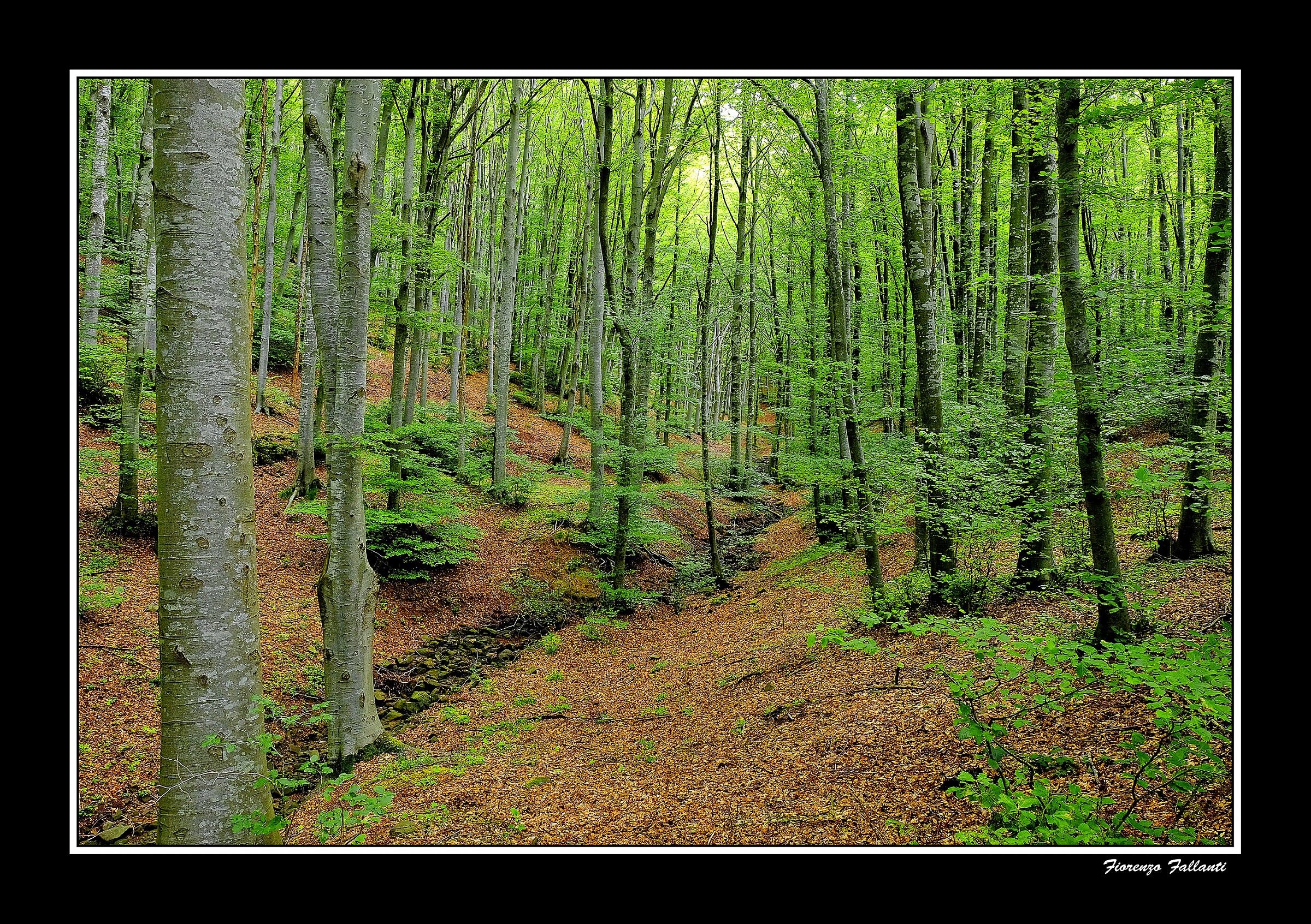 ... Spring in High Apennine