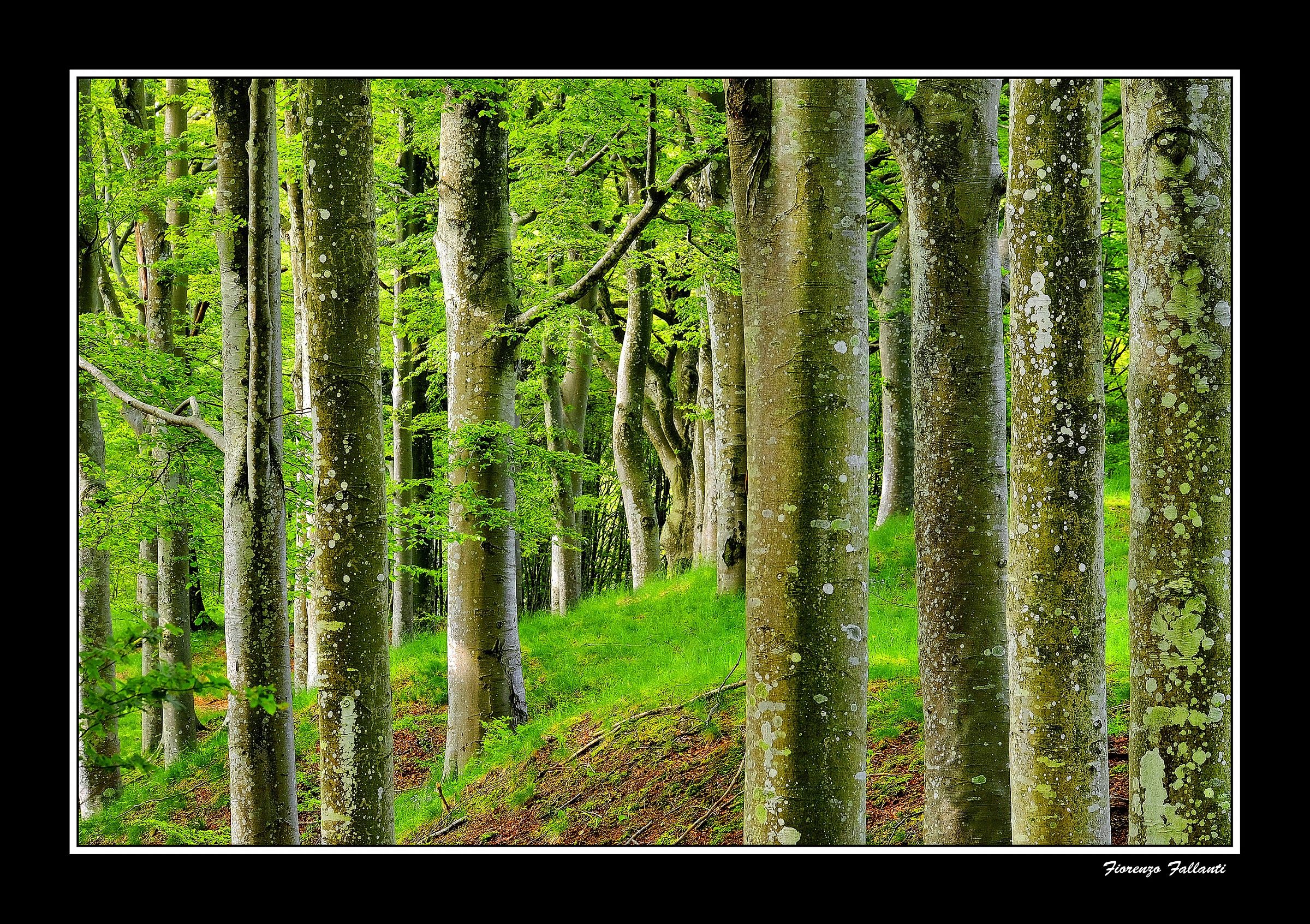 ... Spring in High Apennine