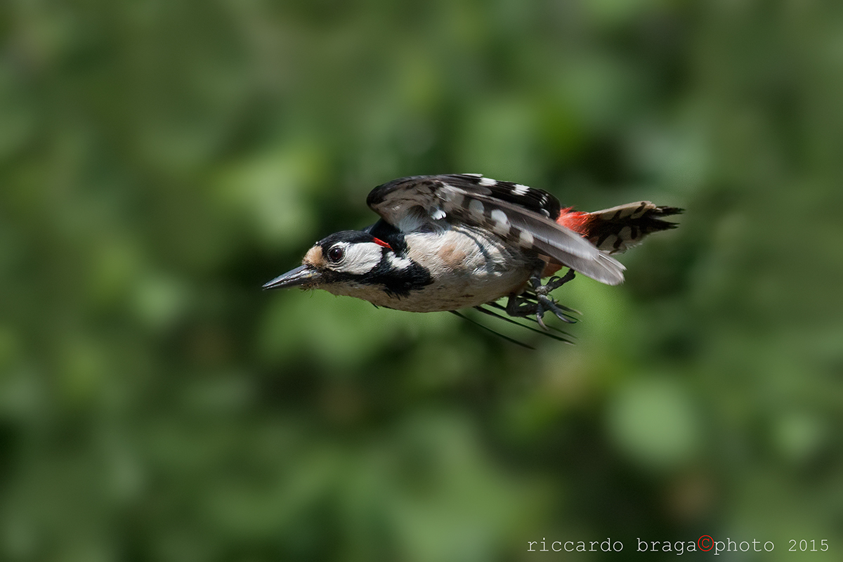 Woodpecker on the fly
