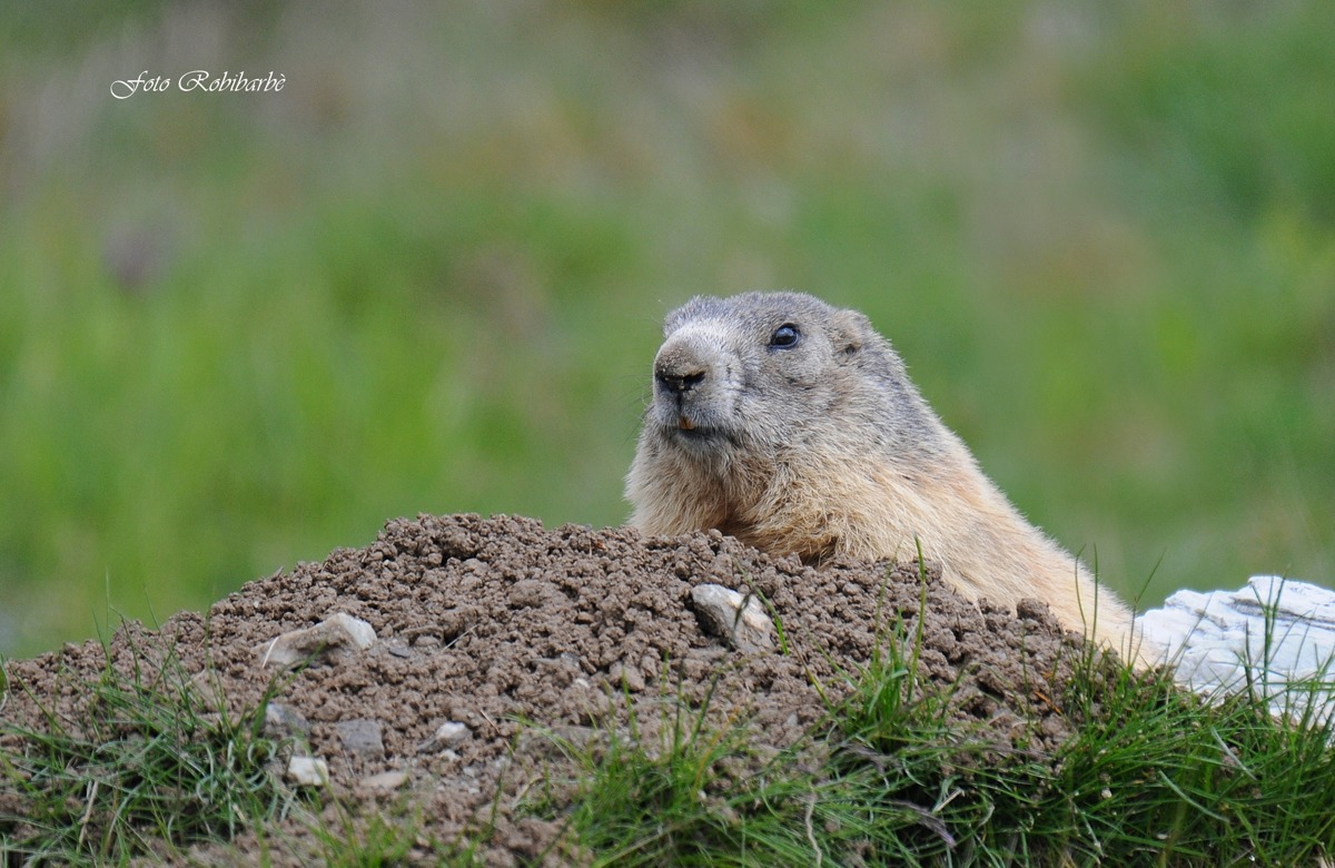 Marmotta...