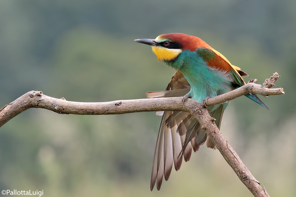 Gruccione(Merops apiaster)