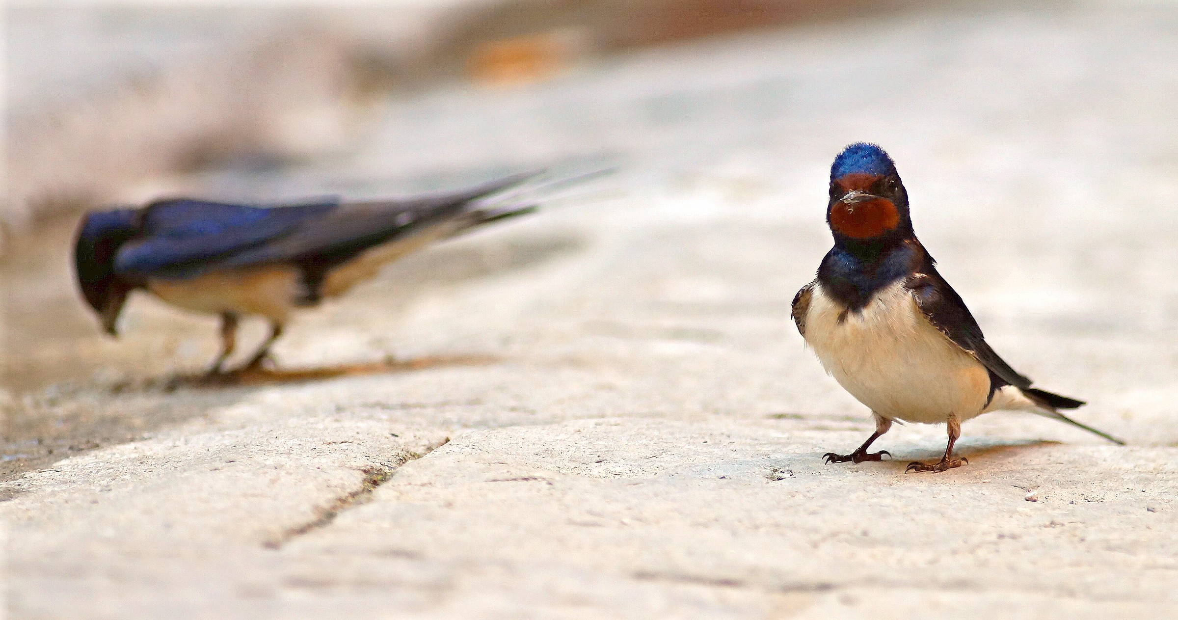 Serena,lo controllo io!