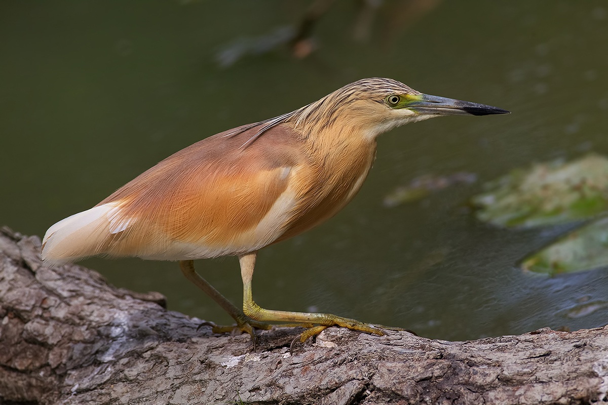 crested heron