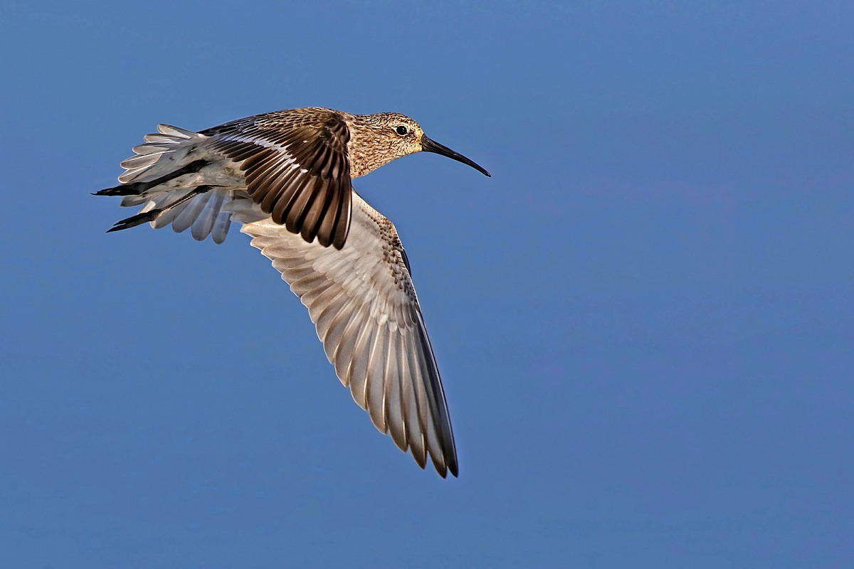 Sandpiper in flight