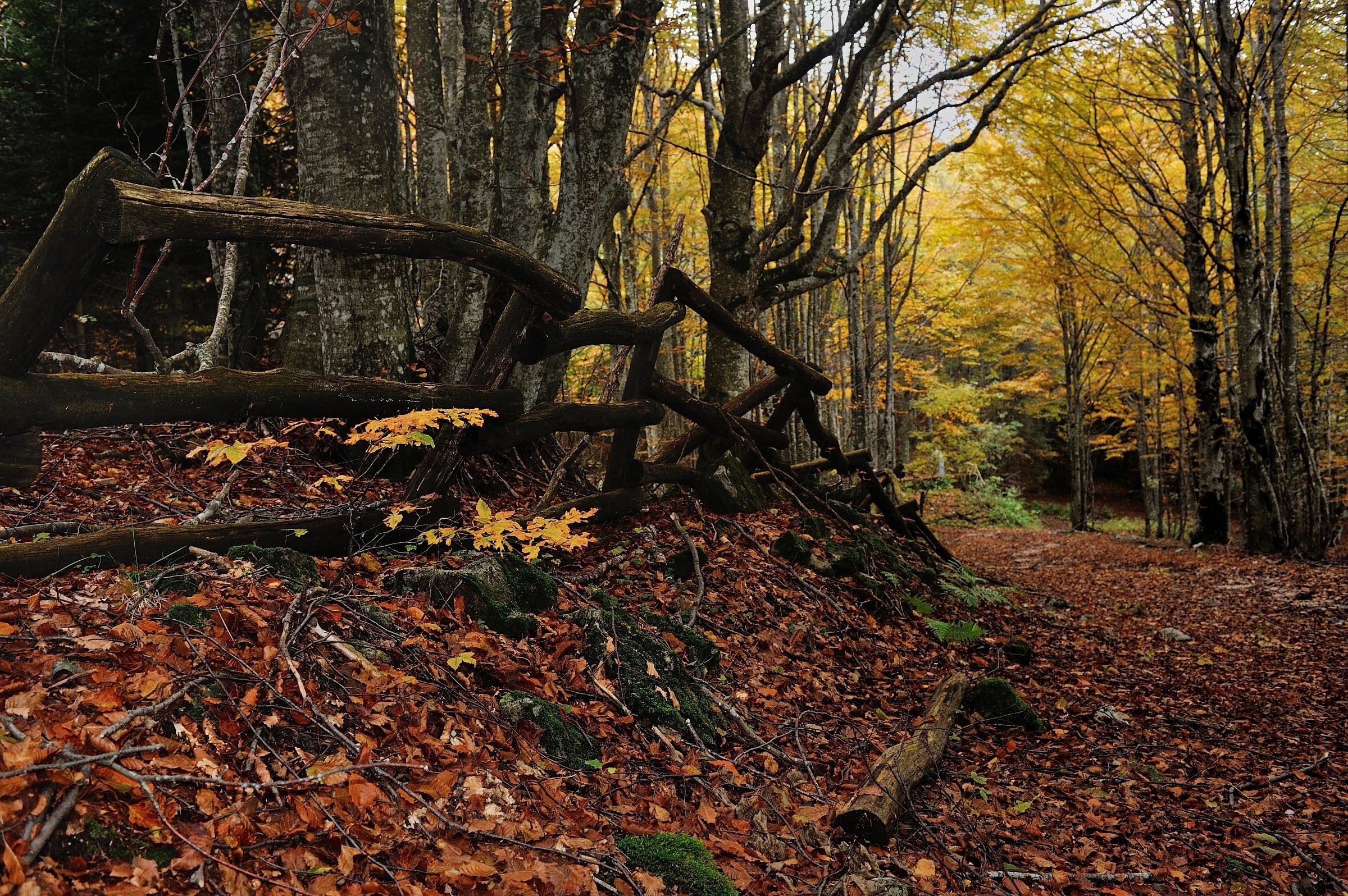 Passeggiata nel bosco..