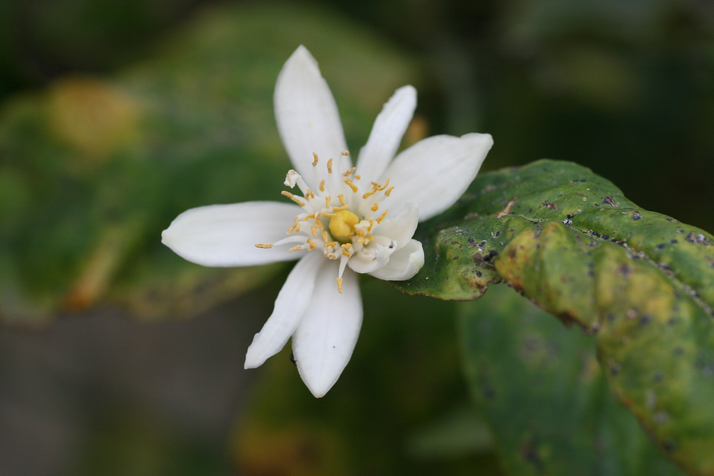 Lemon blossom