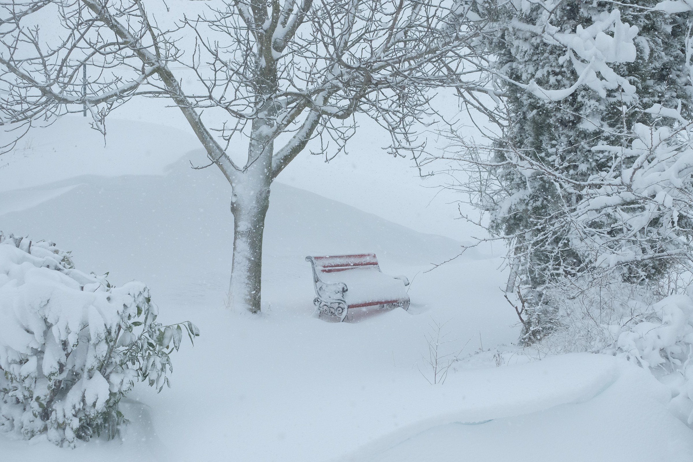 My garden in the snow of 06/02/05