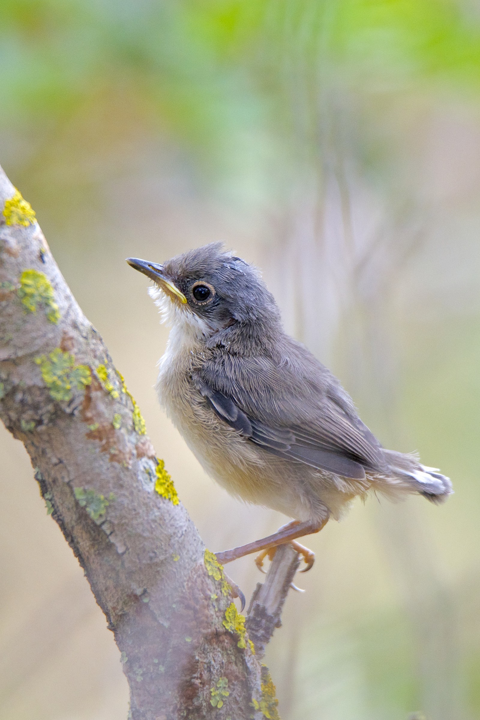 Piccolo di occhiocotto