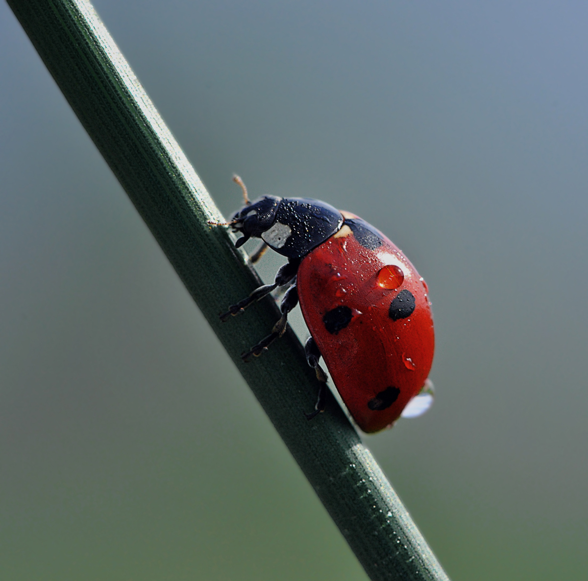 coccinella