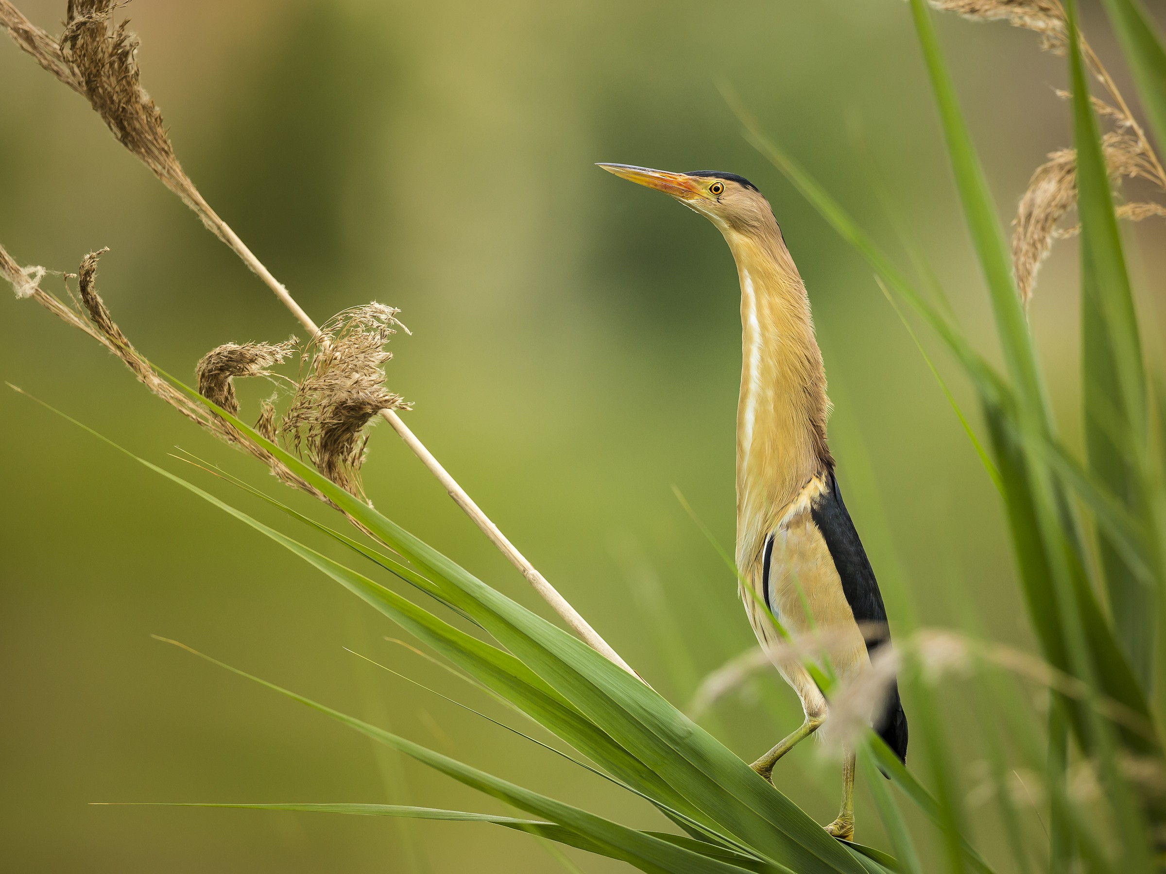 Little bittern (bittern)