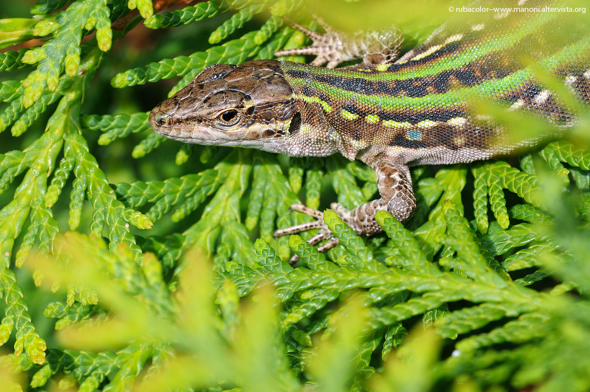 Lizard on the first sunny spring