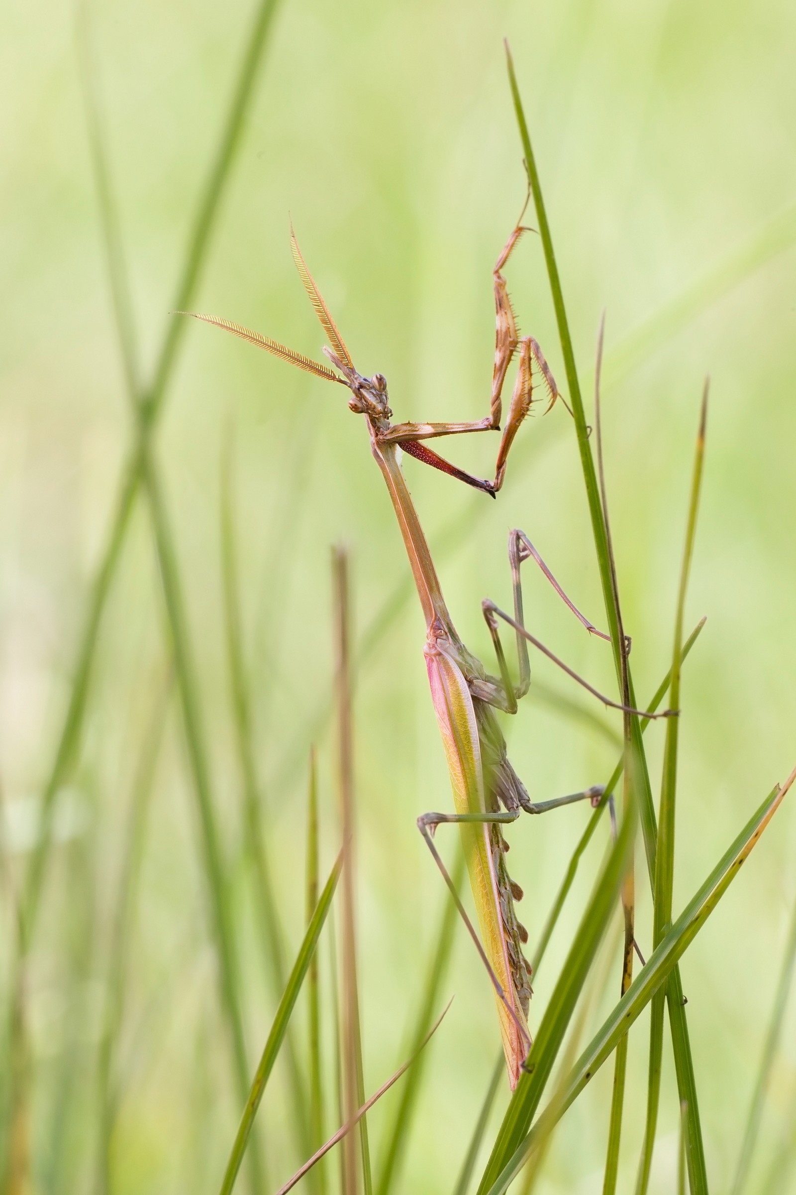 Empusa pennata