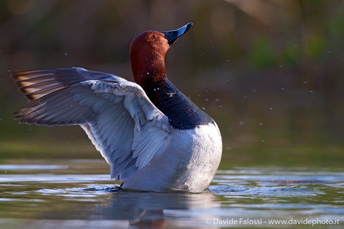 Pochard