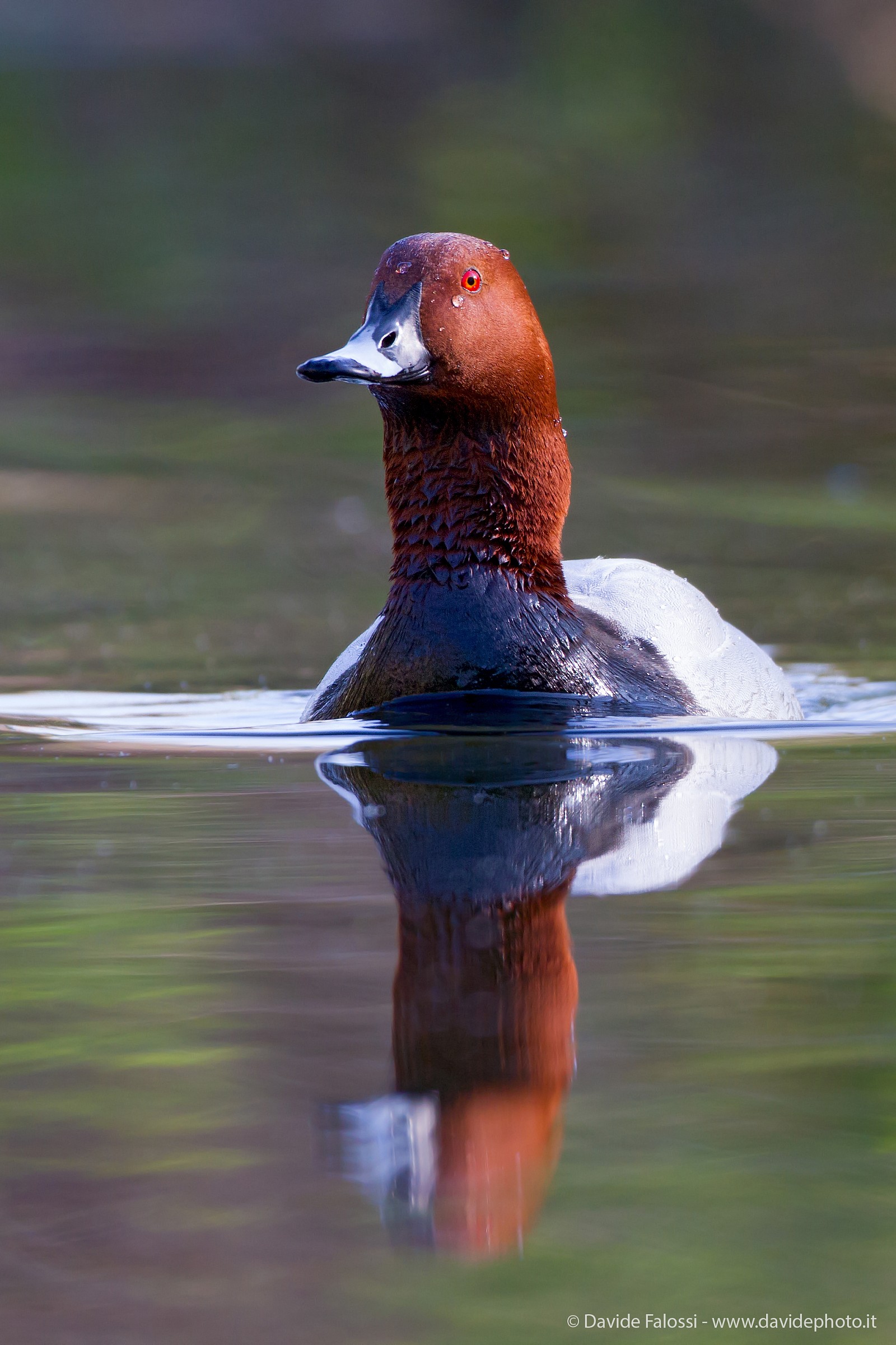Pochard