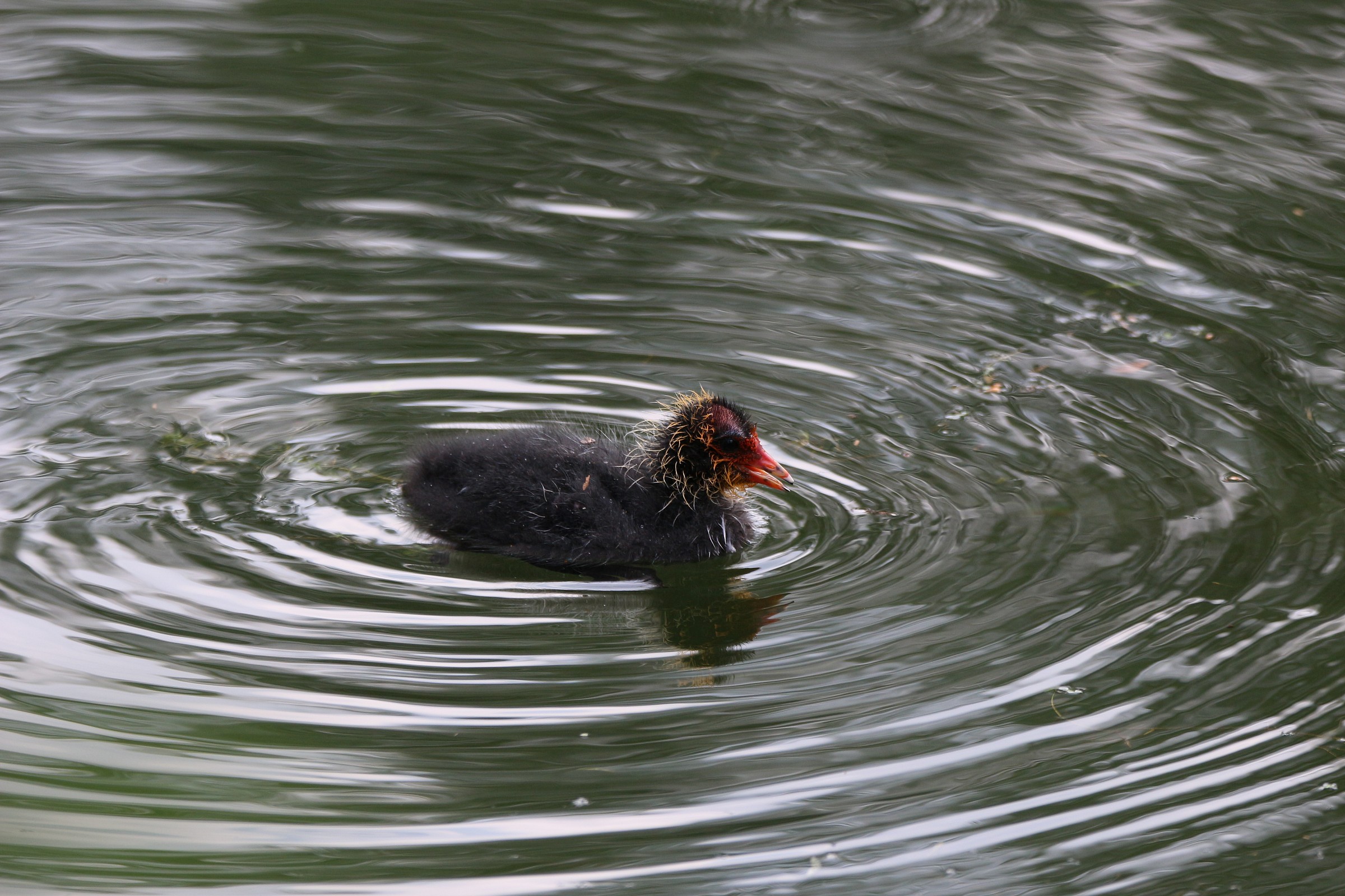 Small of Coot