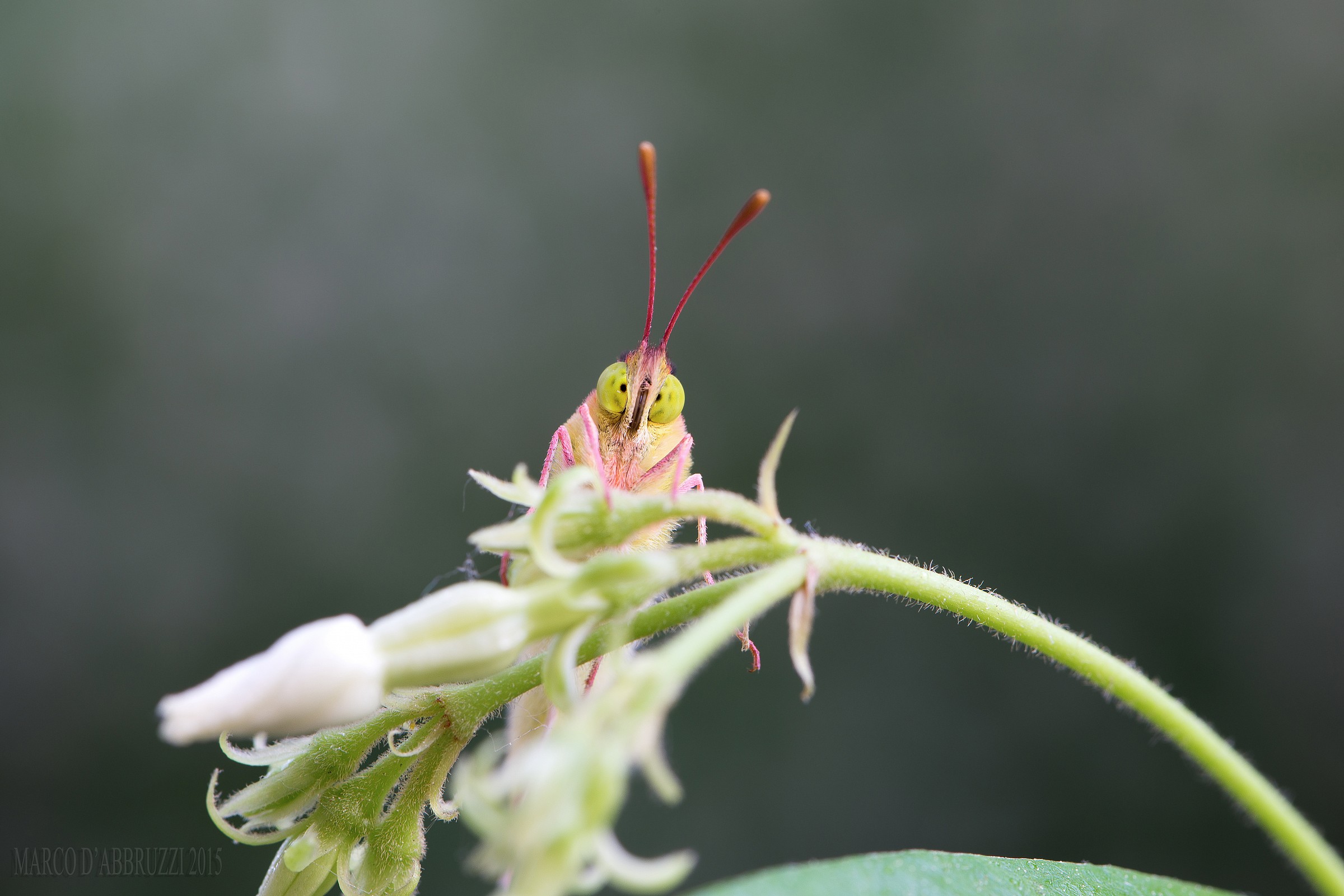 Cedronella portrait ...