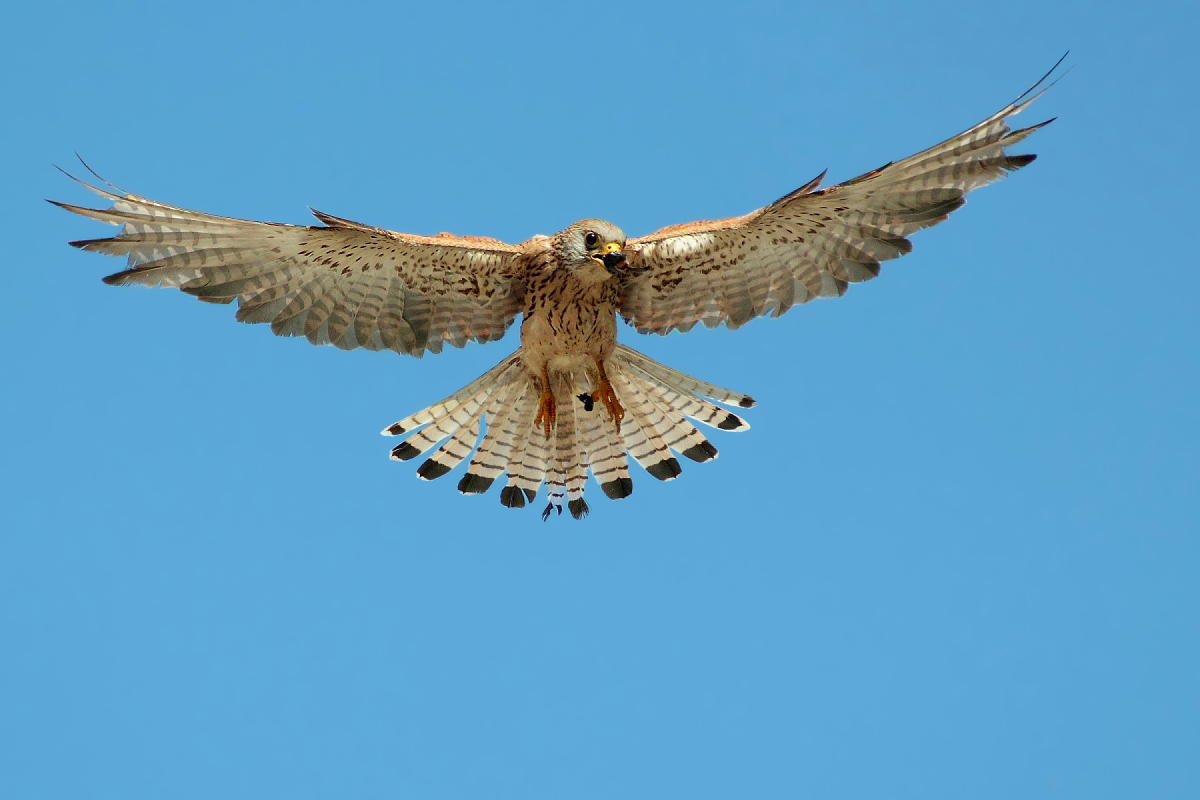 Grillaio con doppia cattura