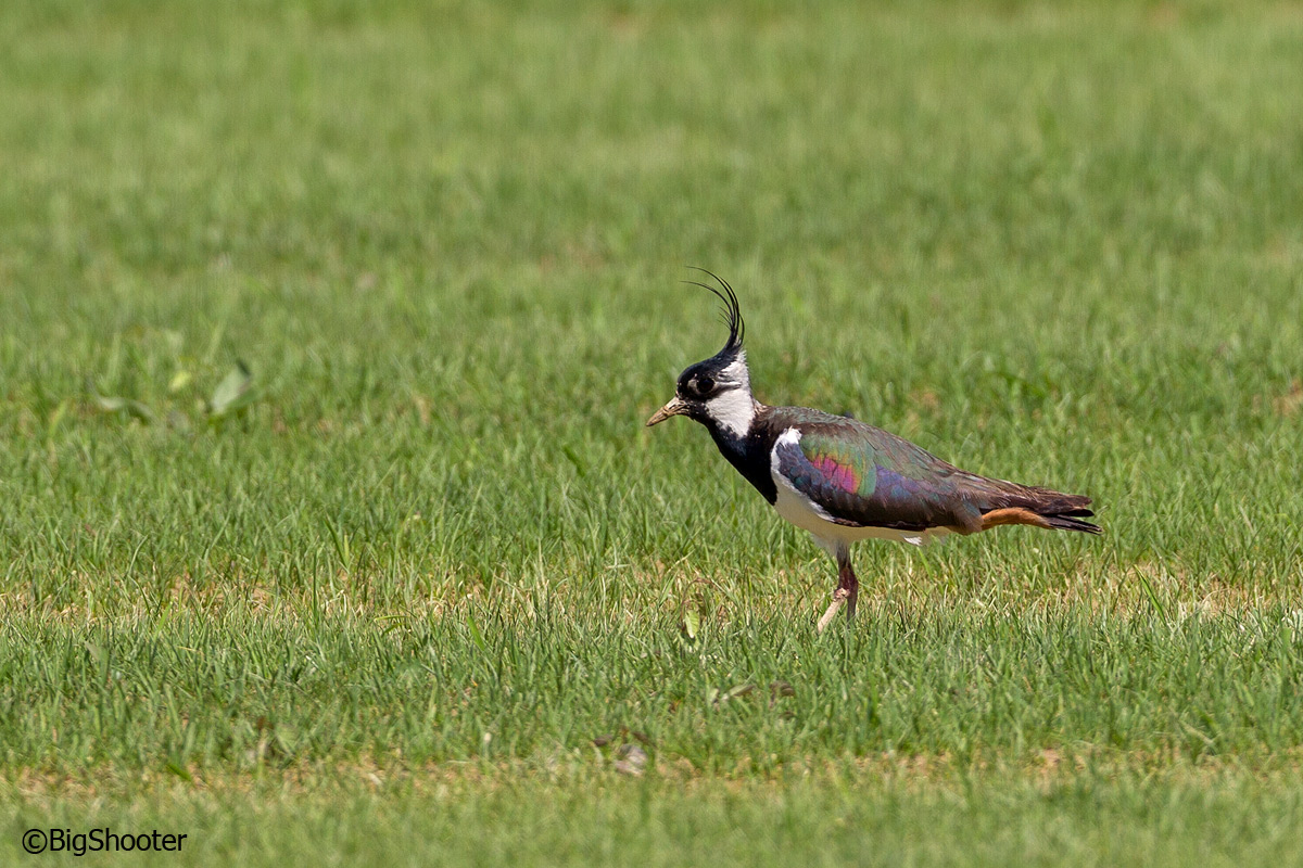 Lapwing