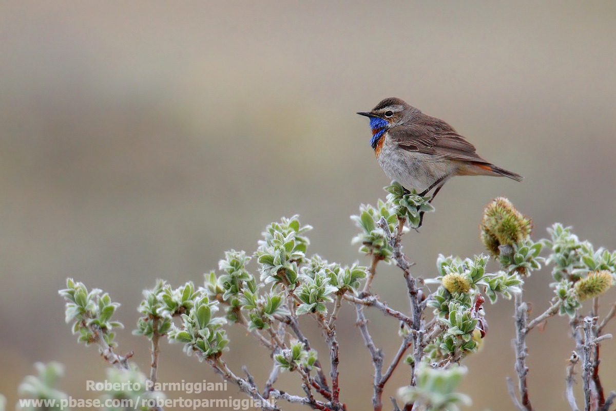 Composizione artica parte II