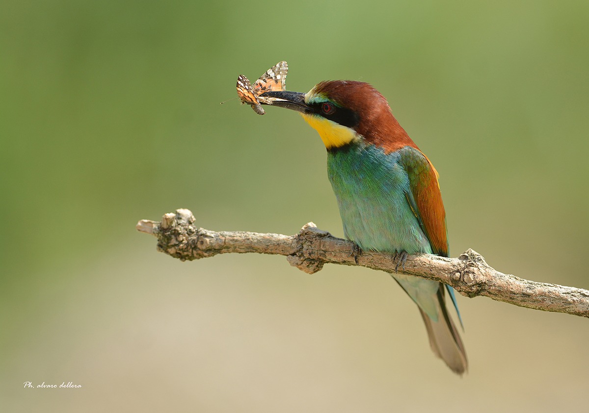 gruccione con vanessa cardui