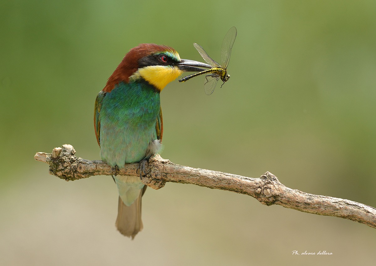 gruccione con gomphus vulgatissimus