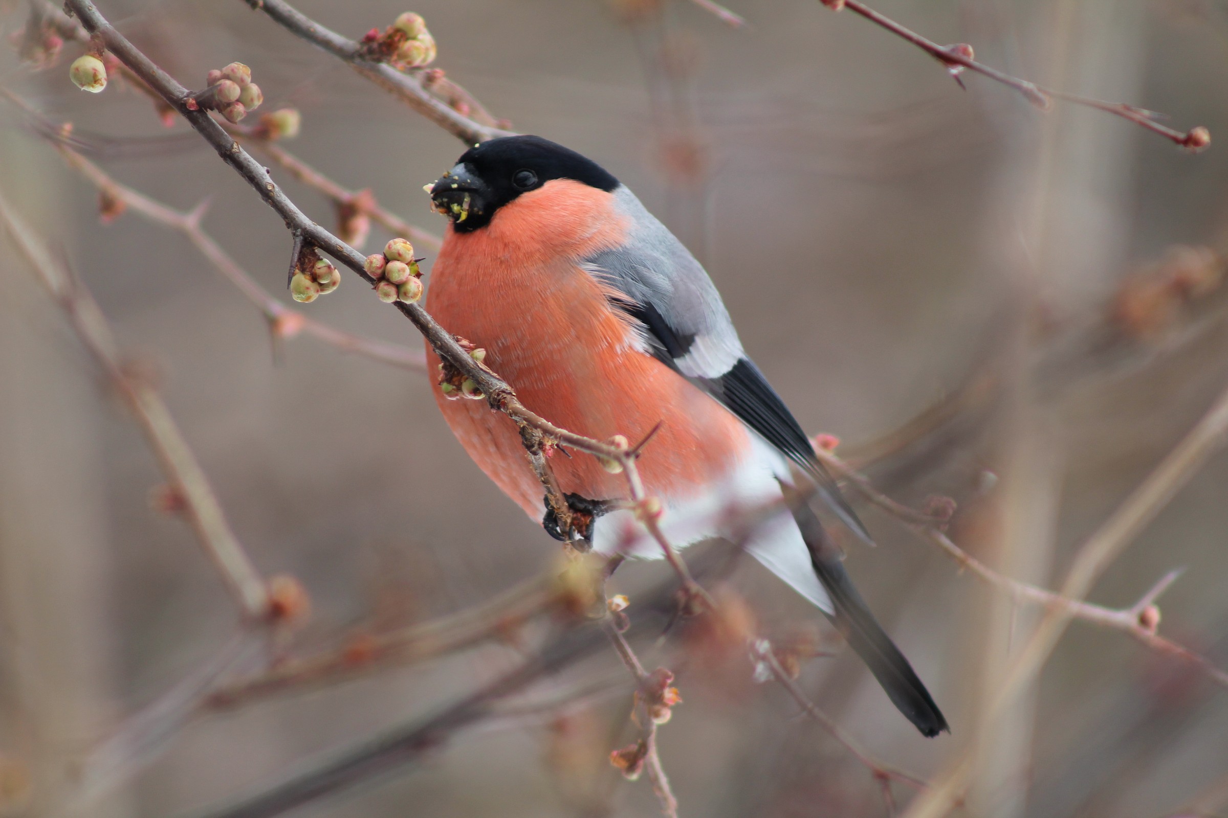 ciuffolotto in alimentazione su pirus