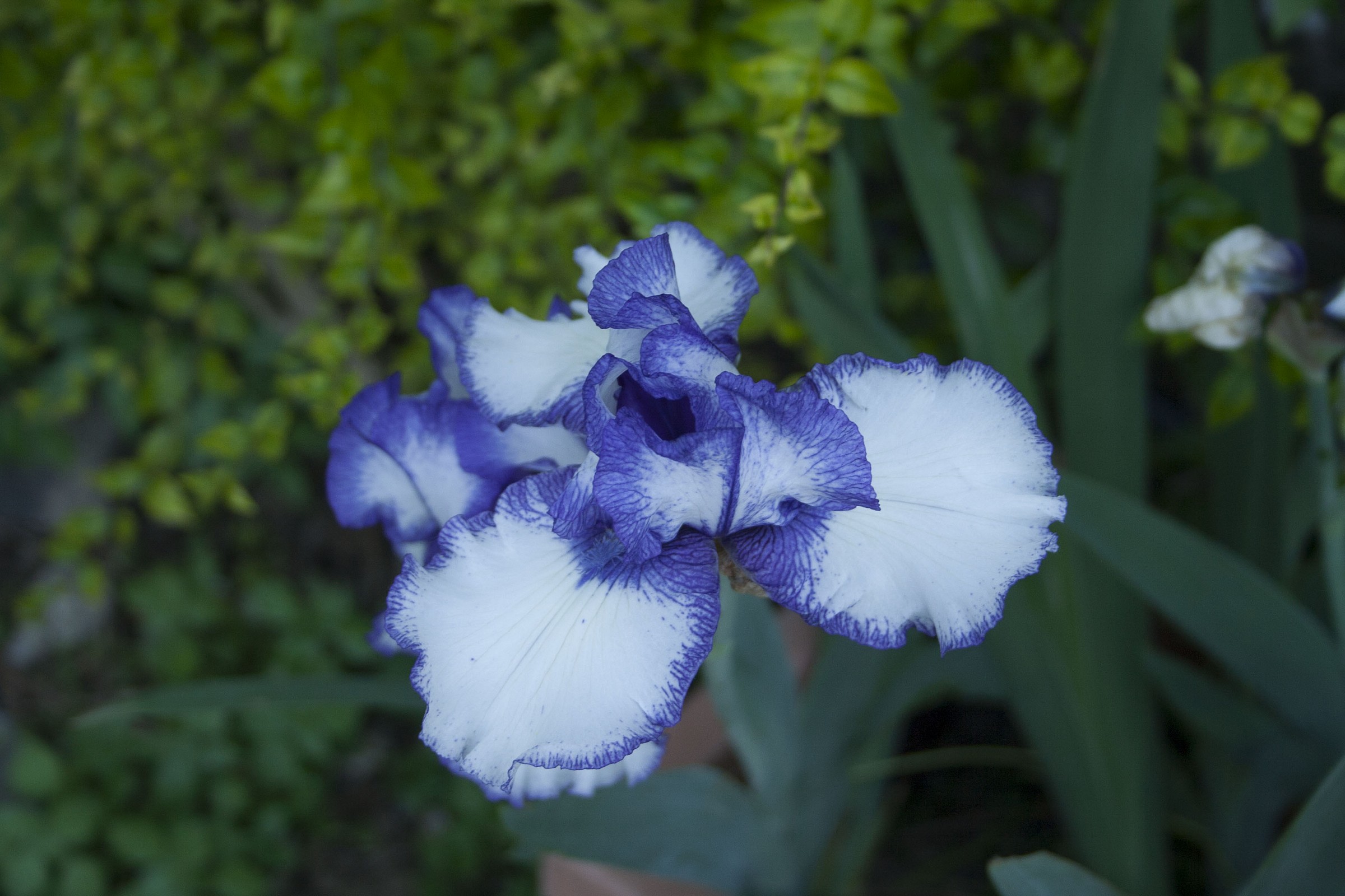 Iris