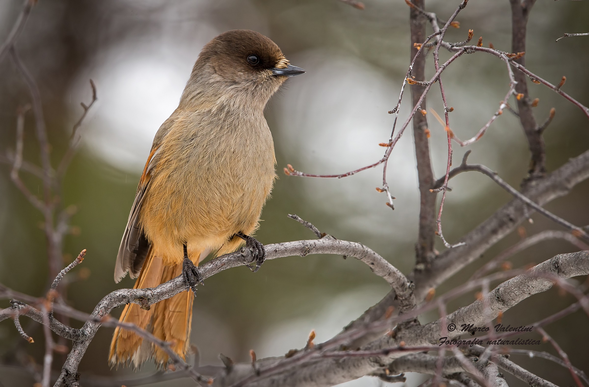 Siberian jay