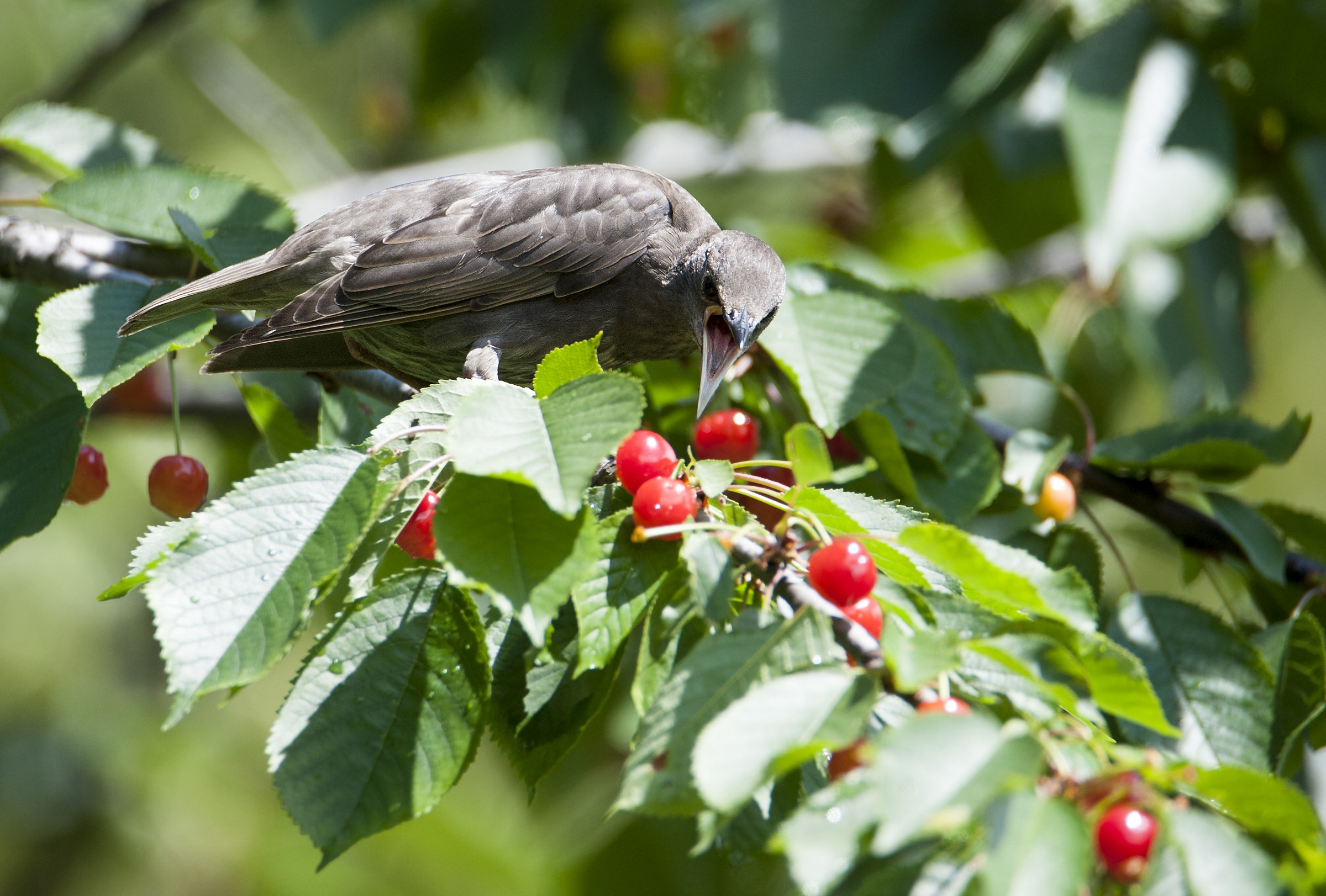 Non ti avvicinare è ....