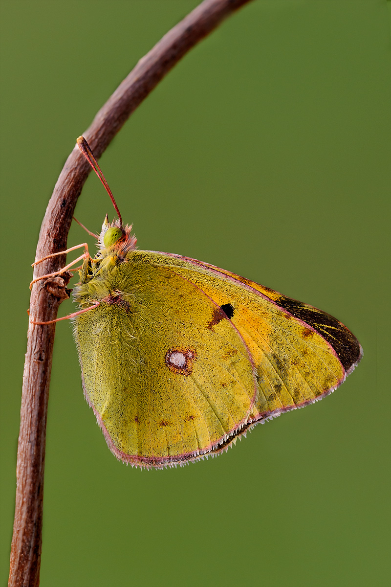 Colias croceus 2