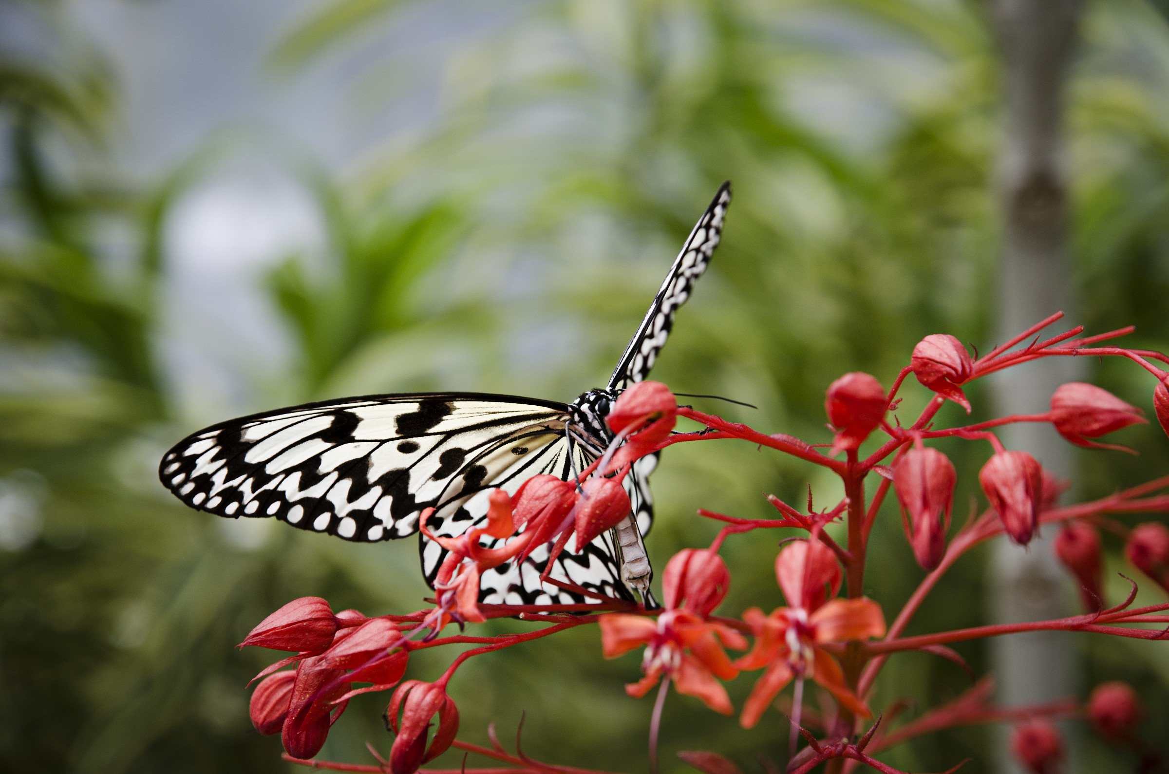 Parco Ryujugo, Okinawa
