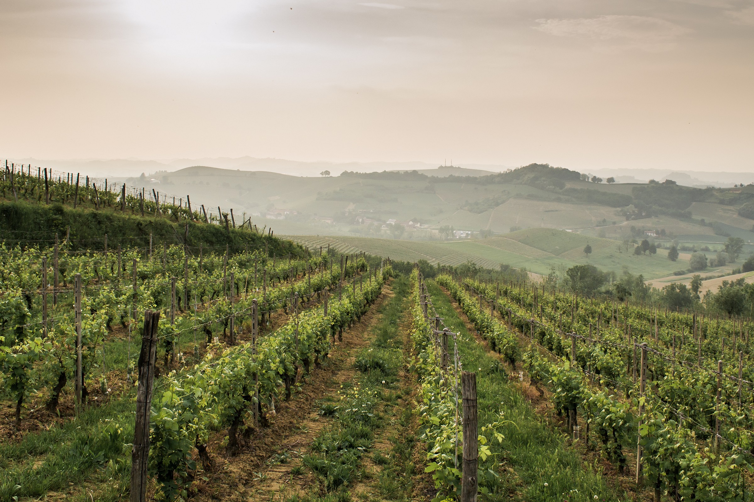 Foschia in Monferrato