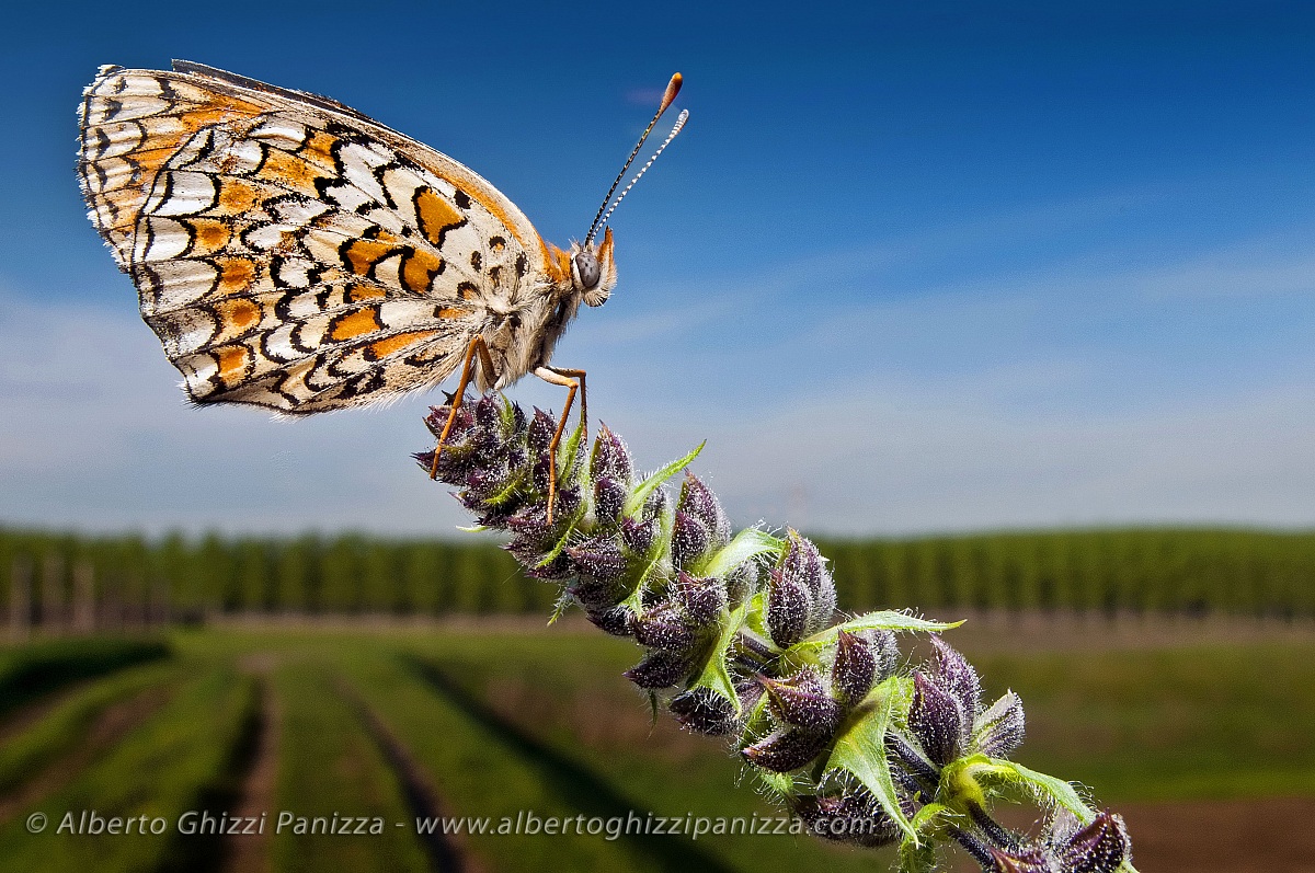 Farfalla tra gli argini