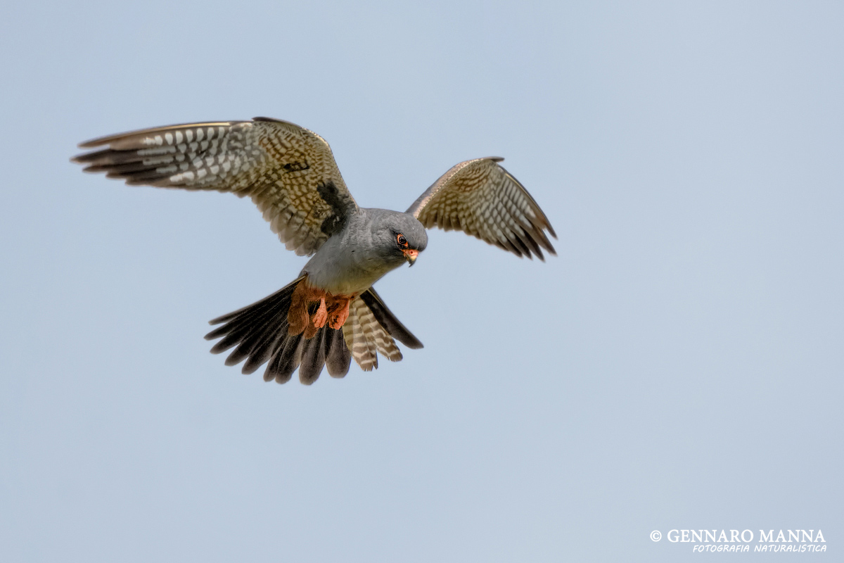 Red-footed falcon (Falco vespertinus)
