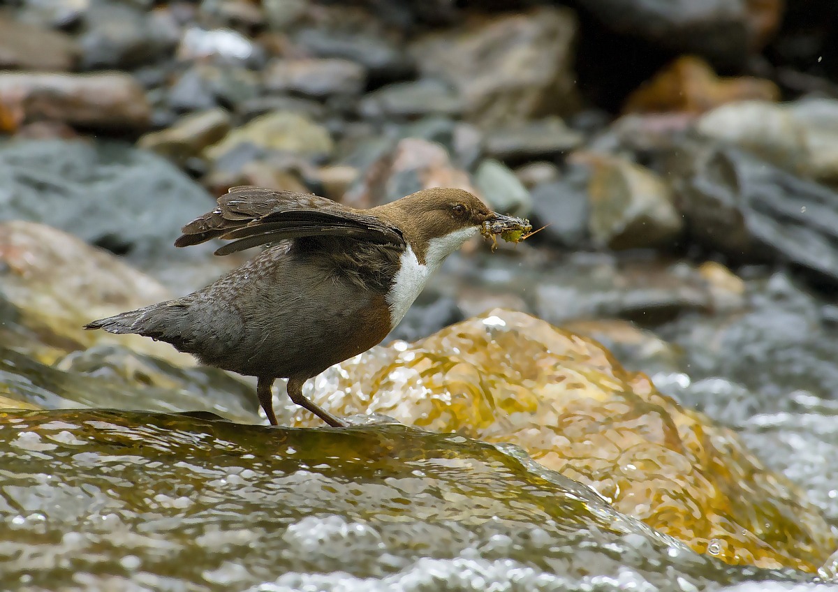 with his beak full in mid-stream