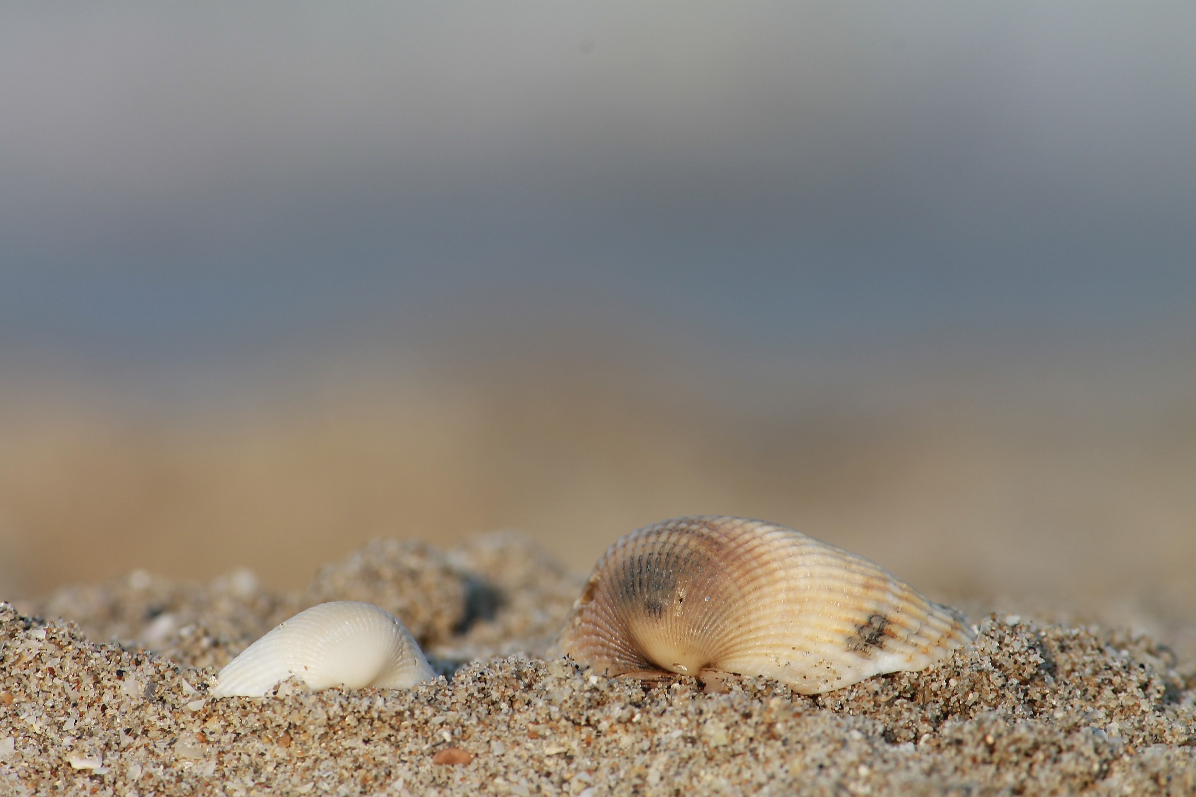 shells in love