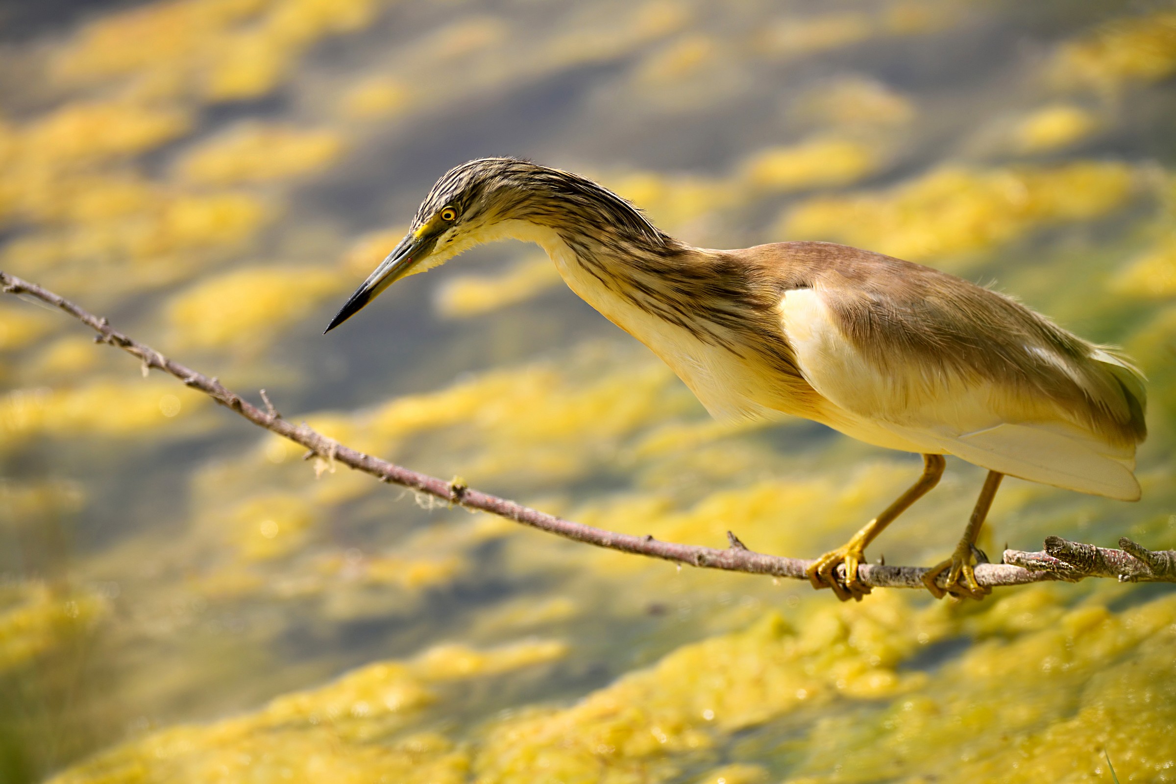 The Sgarza Ciuffetto