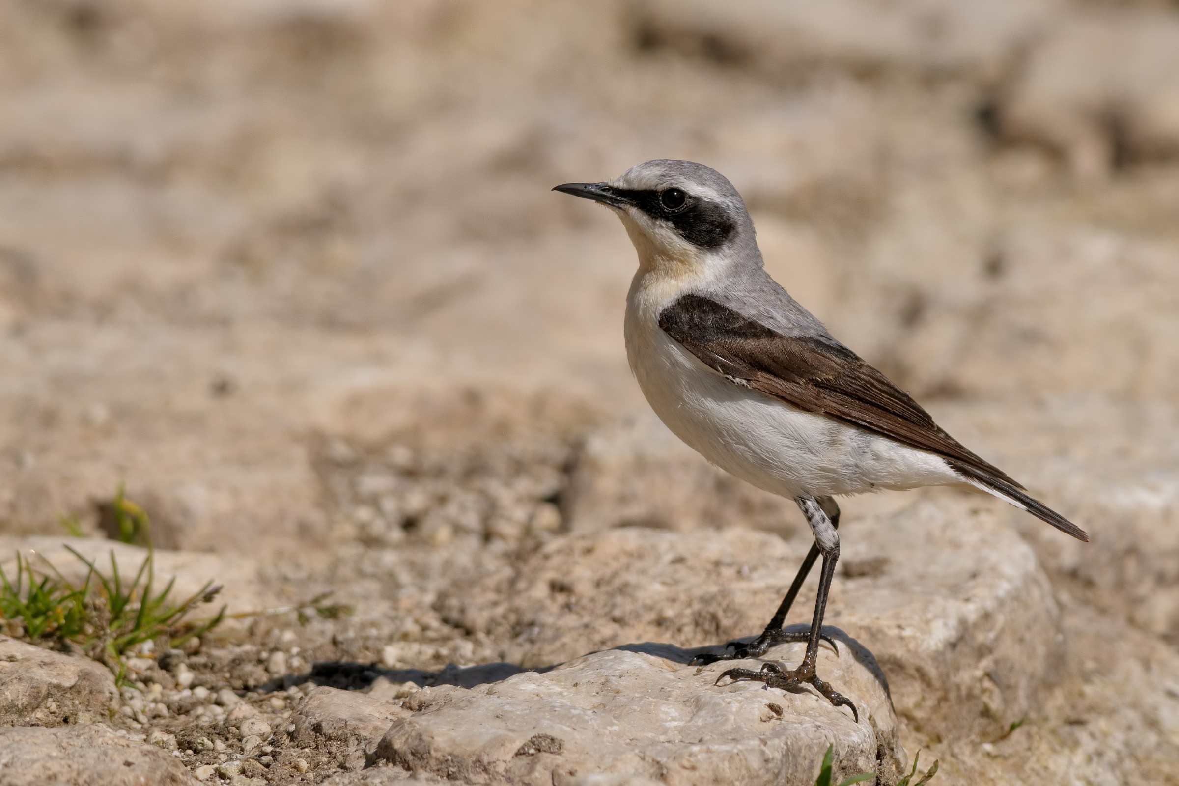 Wheatear Oenanthe oenanthe