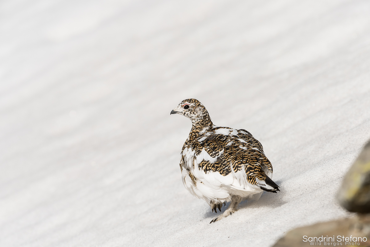 Pernice Bianca female in silent spring