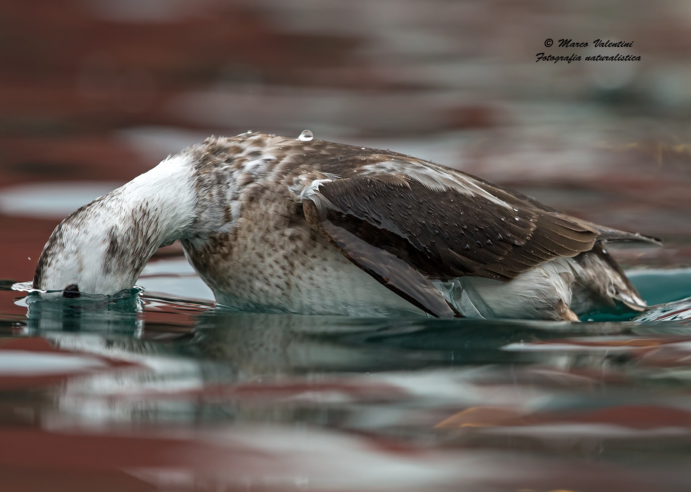 The dip of the Long-tailed Duck