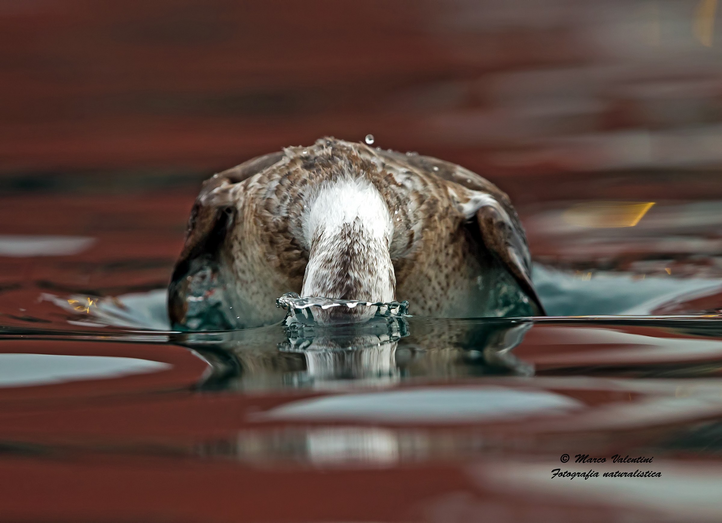 The dip of the Long-tailed Duck - Front