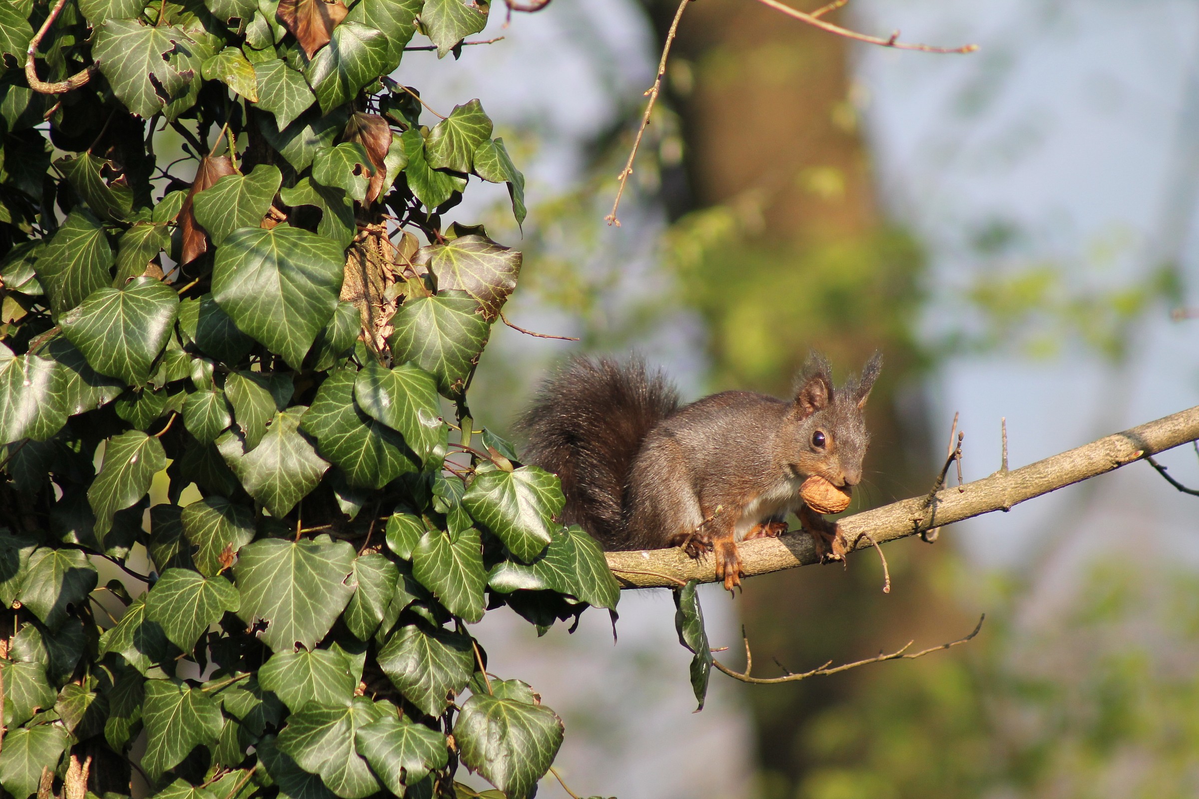 questa noce me la mangio al sicuro