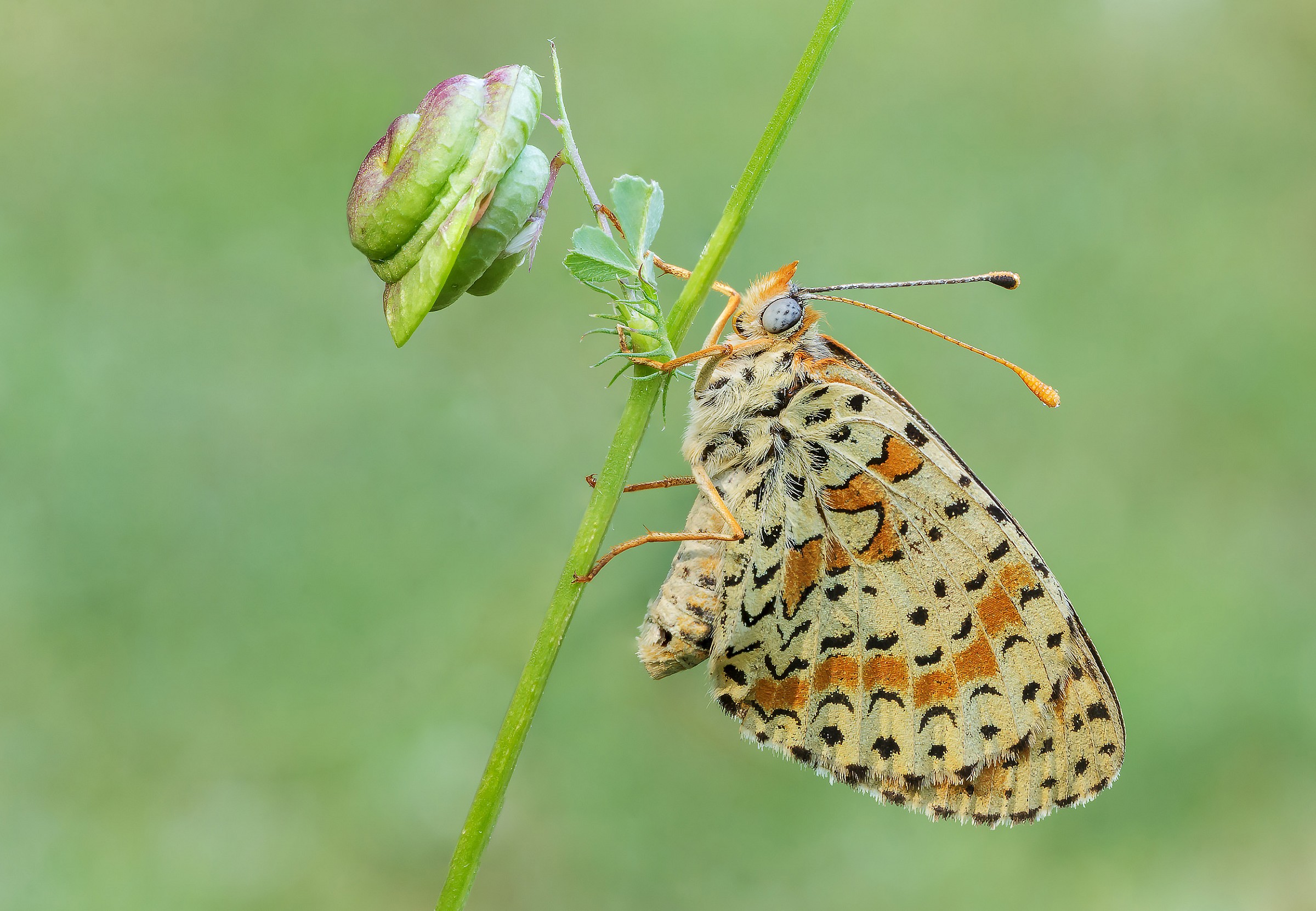 Melitaea dydima...
