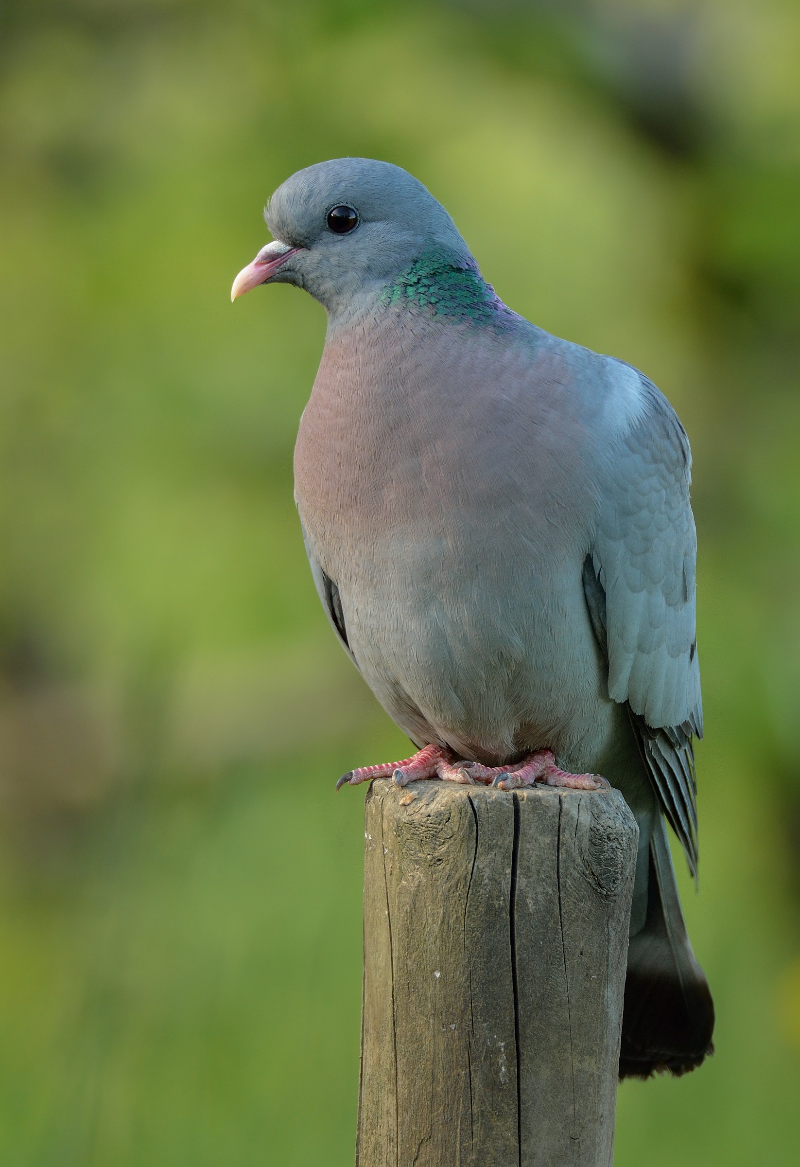 Stock Dove