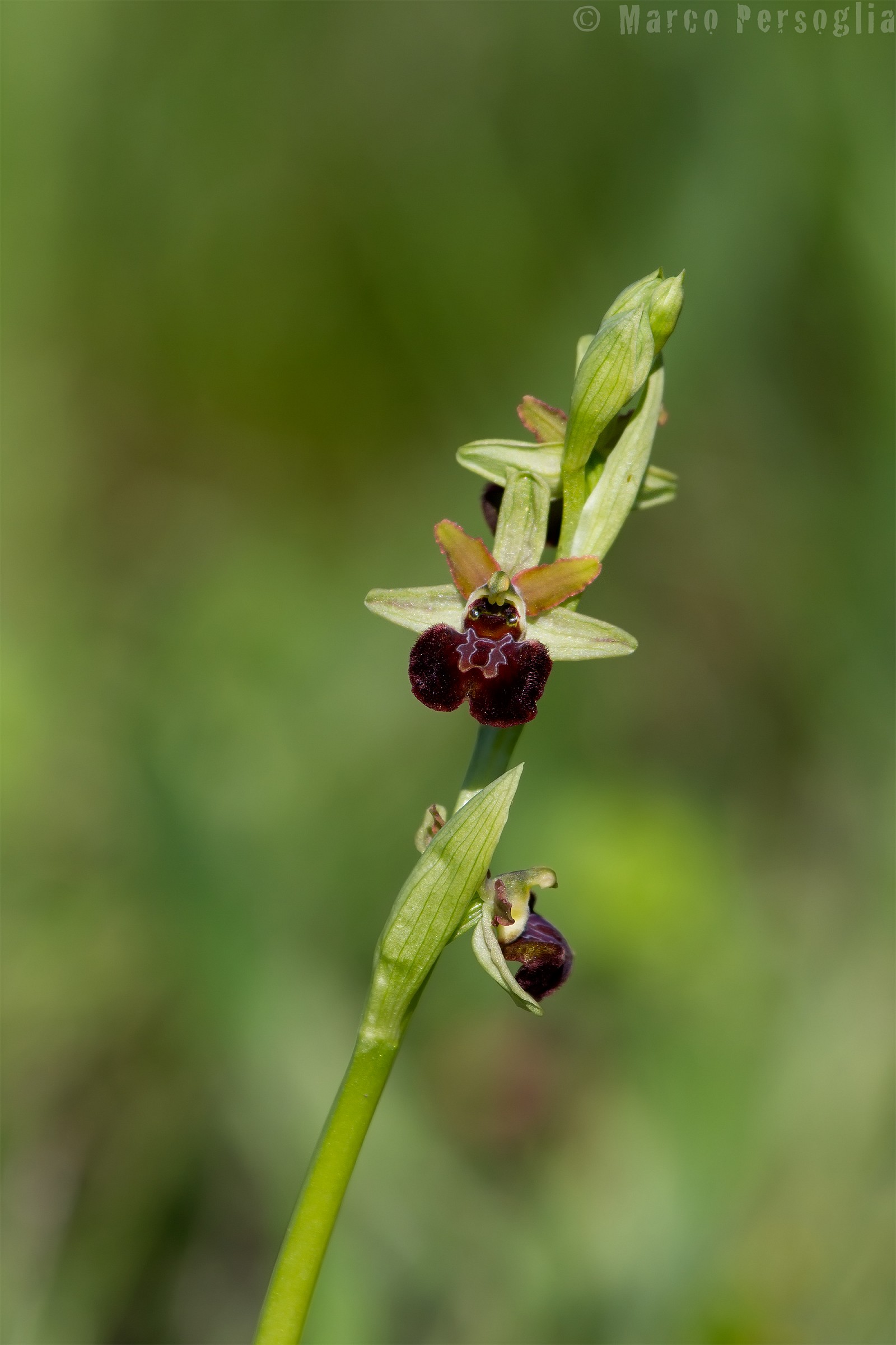 Ophrys sphegodes