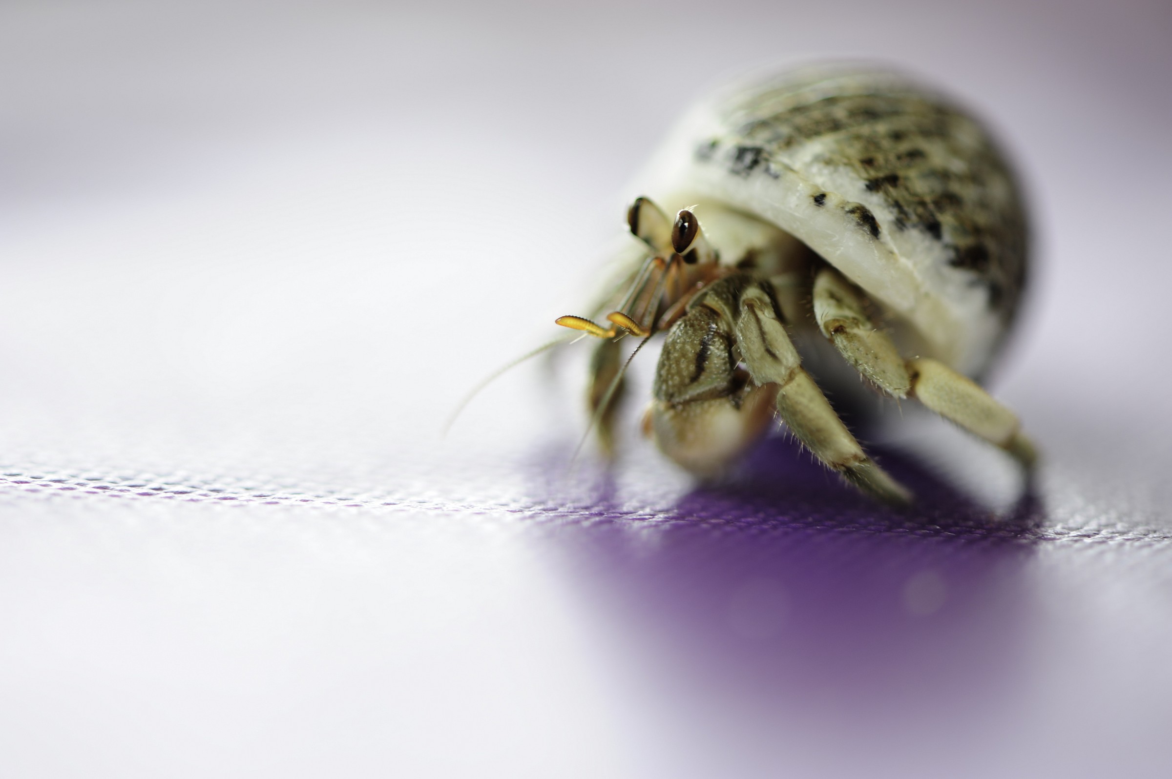Hermit crab