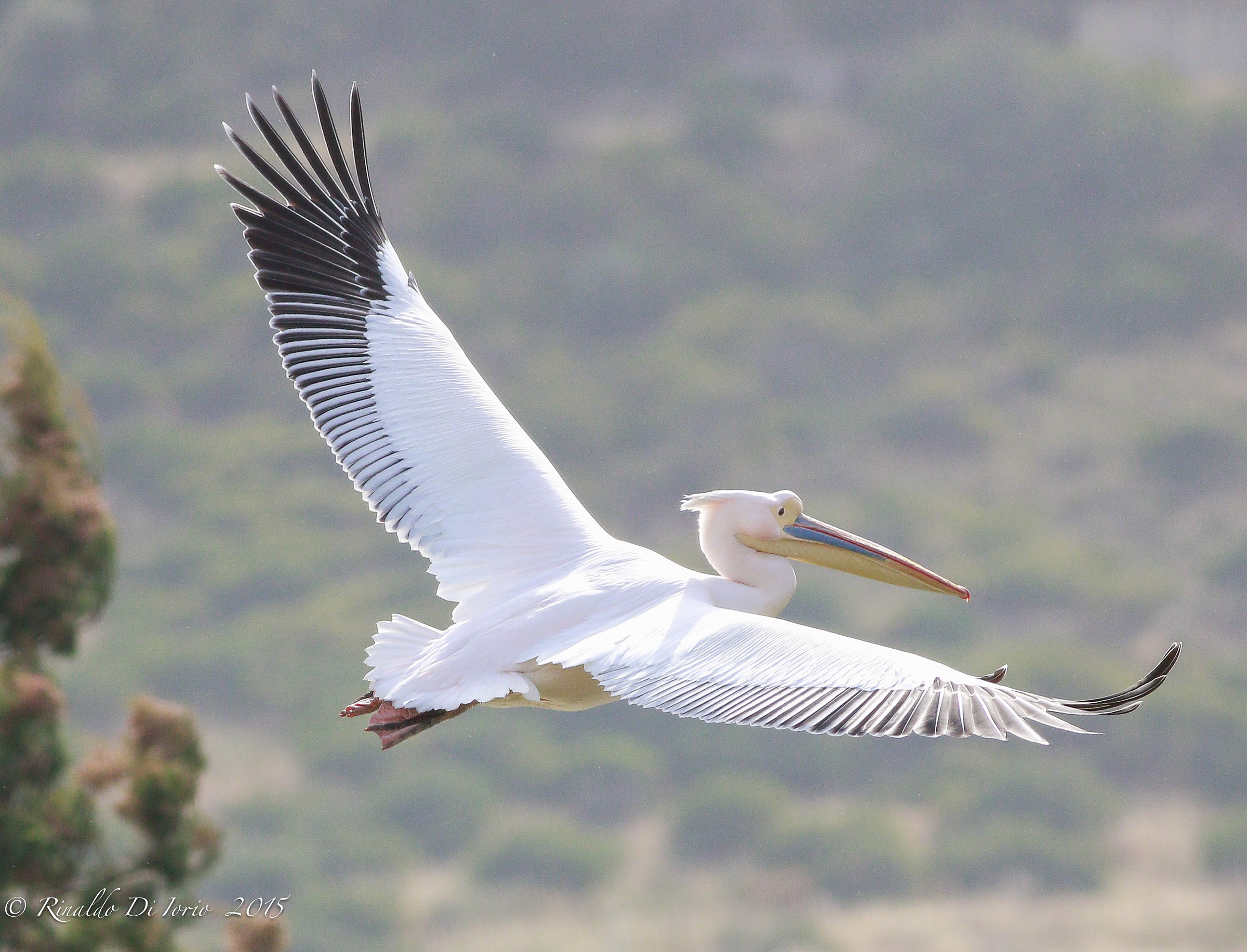 Pelican in flight