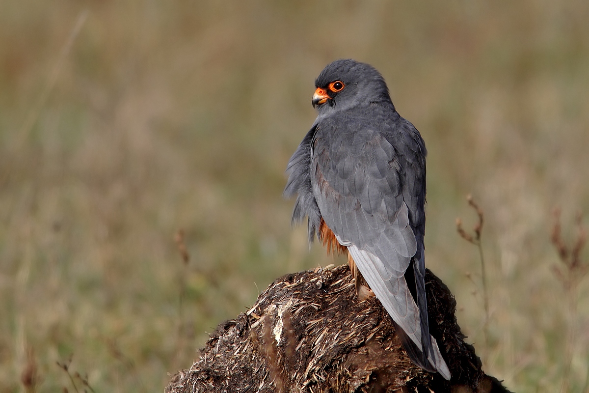 falco cuculo maschio