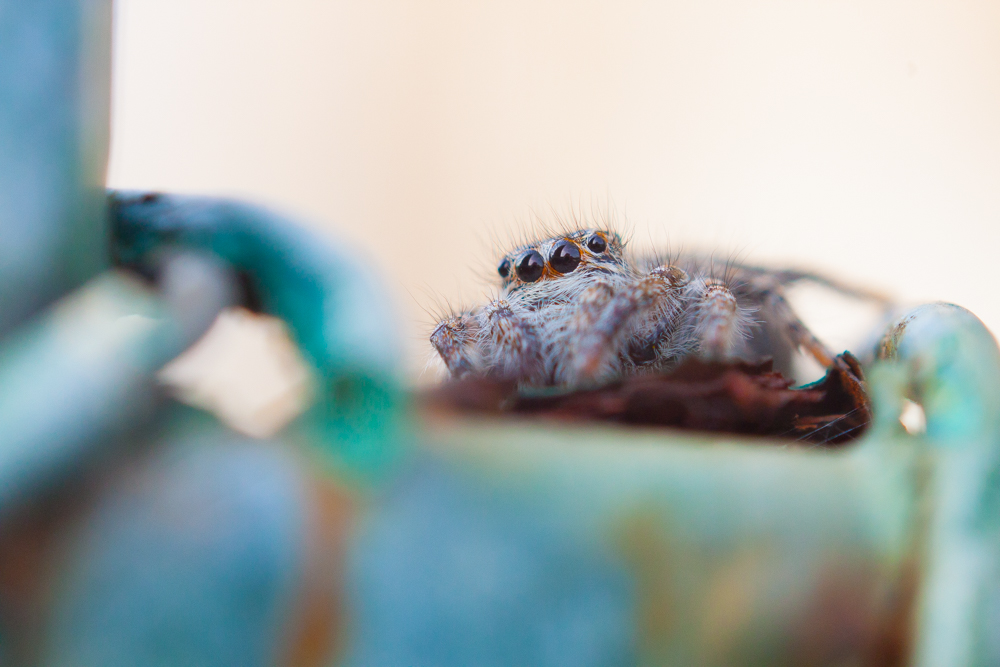 Salticidae
